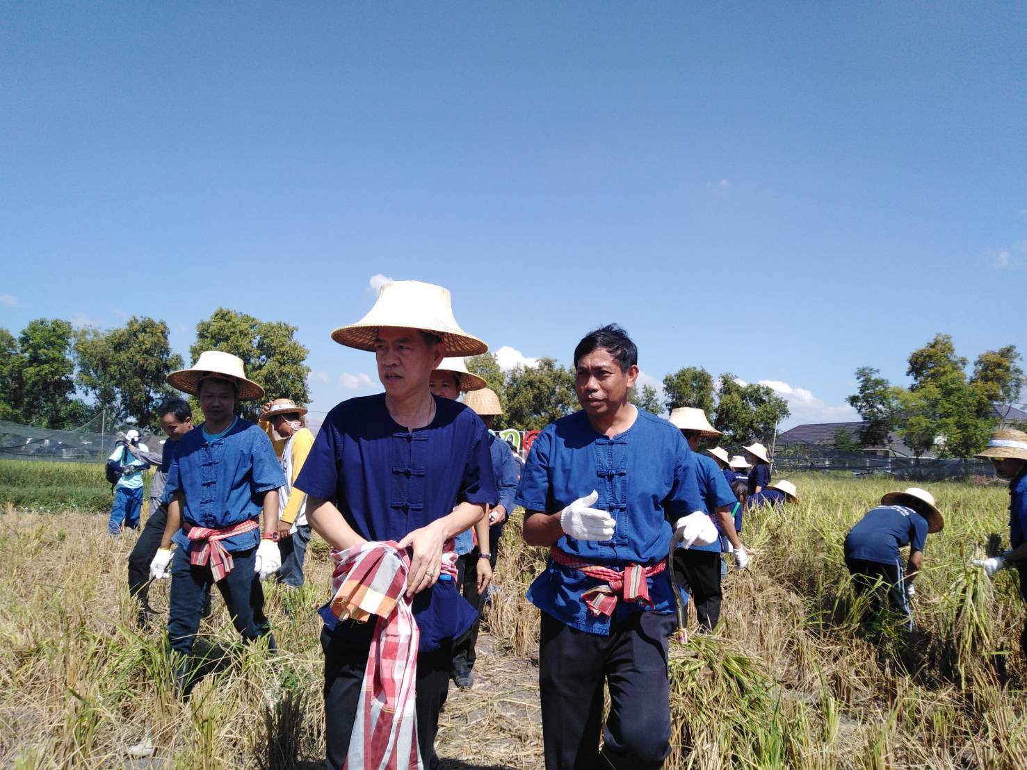 ประเพณีลงแขกเกี่ยวข้าวชุมชนเกาะกก สู่การท่องเที่ยวชุมชน