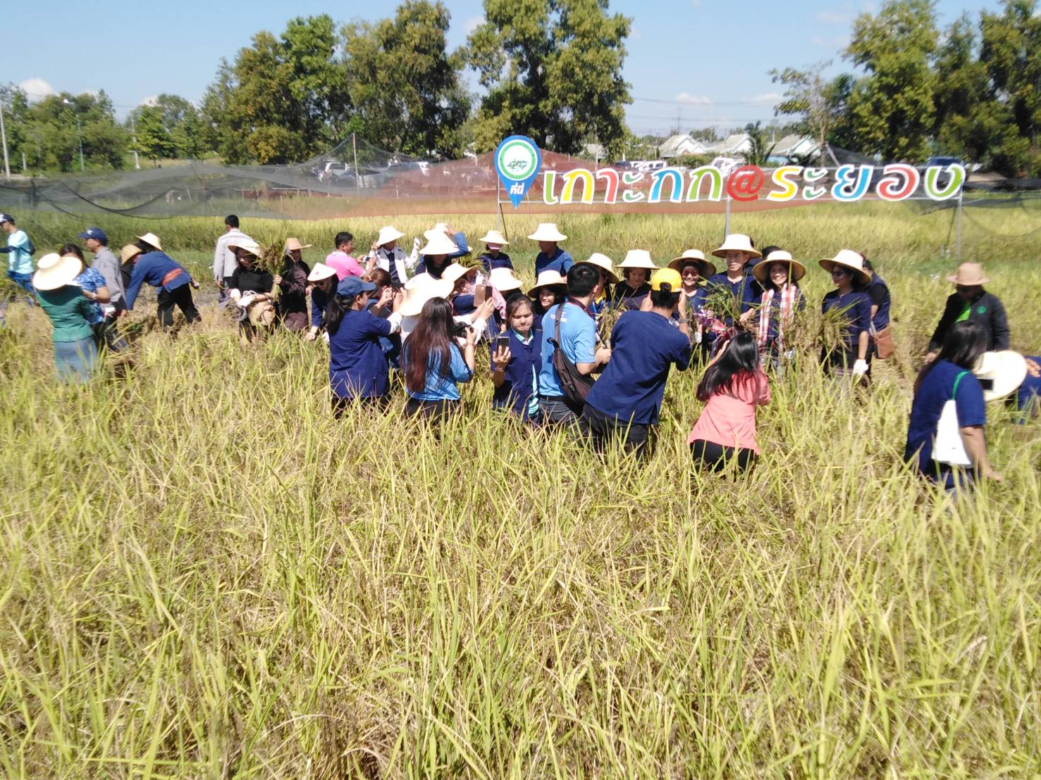 ประเพณีลงแขกเกี่ยวข้าวชุมชนเกาะกก สู่การท่องเที่ยวชุมชน