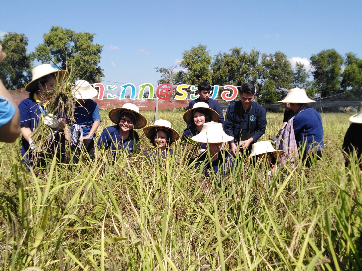 ประเพณีลงแขกเกี่ยวข้าวชุมชนเกาะกก สู่การท่องเที่ยวชุมชน