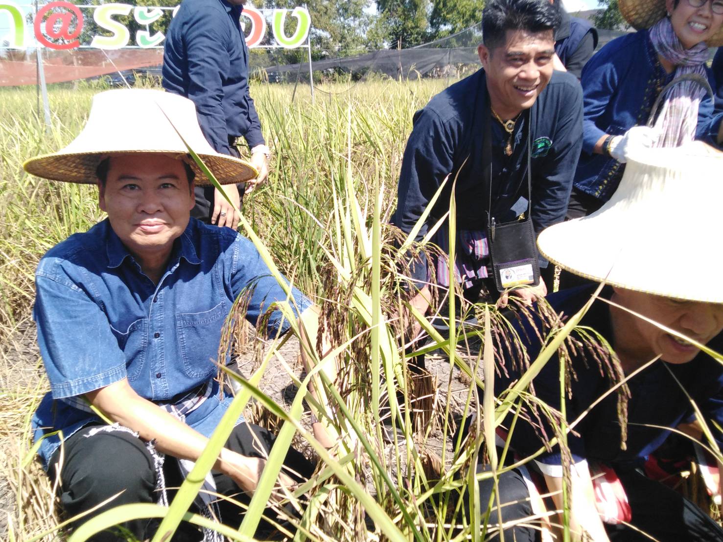 ประเพณีลงแขกเกี่ยวข้าวชุมชนเกาะกก สู่การท่องเที่ยวชุมชน