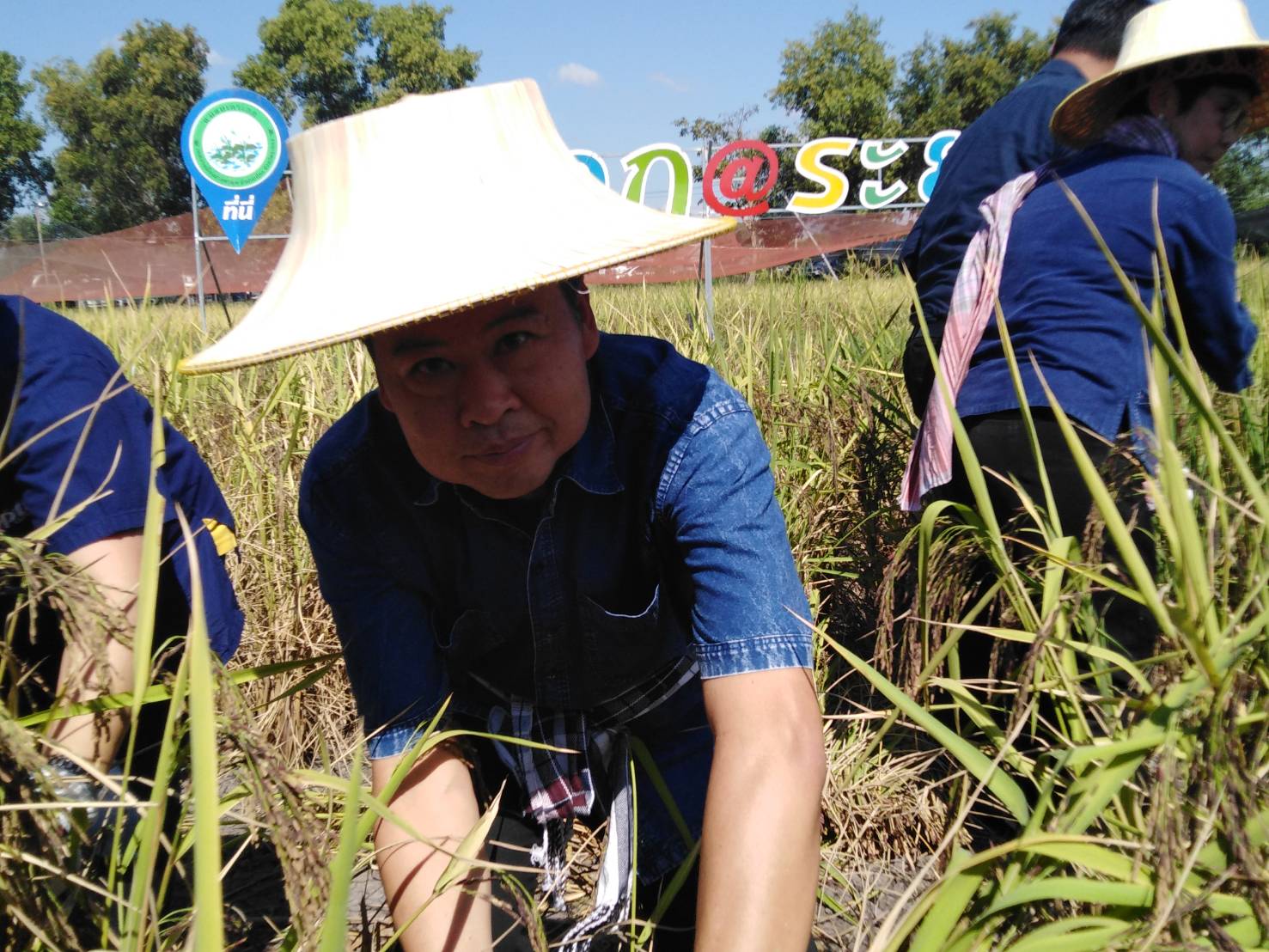 ประเพณีลงแขกเกี่ยวข้าวชุมชนเกาะกก สู่การท่องเที่ยวชุมชน