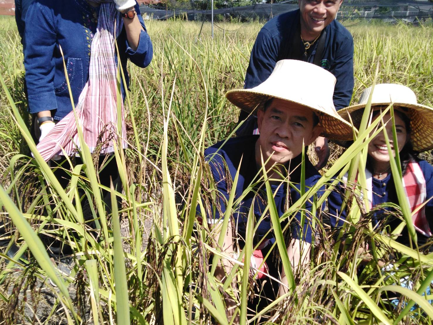 ประเพณีลงแขกเกี่ยวข้าวชุมชนเกาะกก สู่การท่องเที่ยวชุมชน