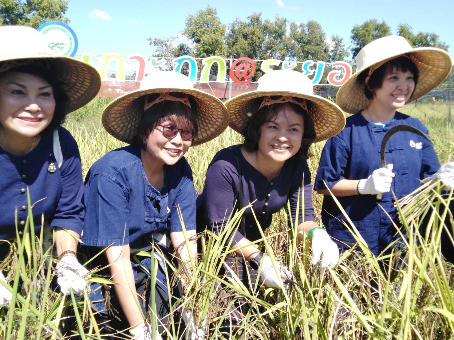 ประเพณีลงแขกเกี่ยวข้าวชุมชนเกาะกก สู่การท่องเที่ยวชุมชน