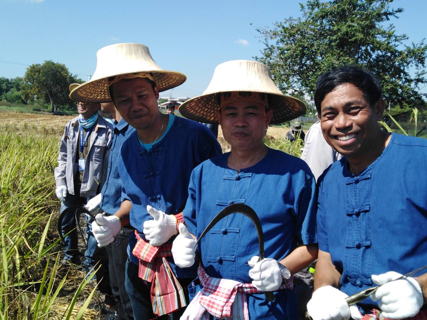 ประเพณีลงแขกเกี่ยวข้าวชุมชนเกาะกก สู่การท่องเที่ยวชุมชน