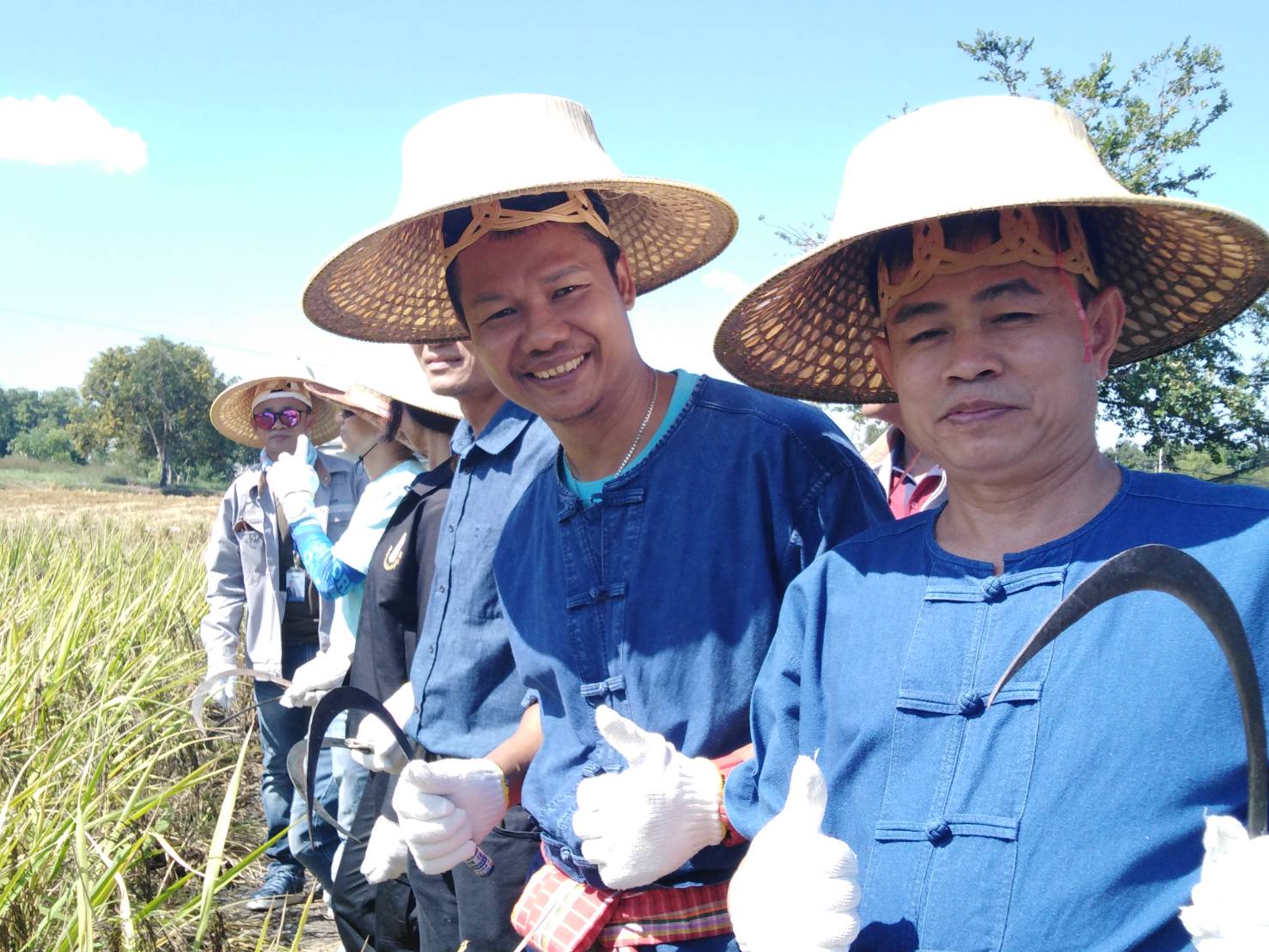 ประเพณีลงแขกเกี่ยวข้าวชุมชนเกาะกก สู่การท่องเที่ยวชุมชน