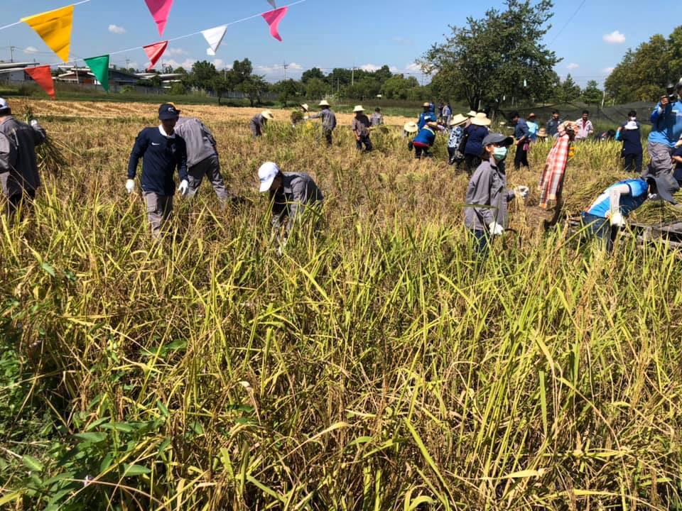 ประเพณีลงแขกเกี่ยวข้าวชุมชนเกาะกก สู่การท่องเที่ยวชุมชน