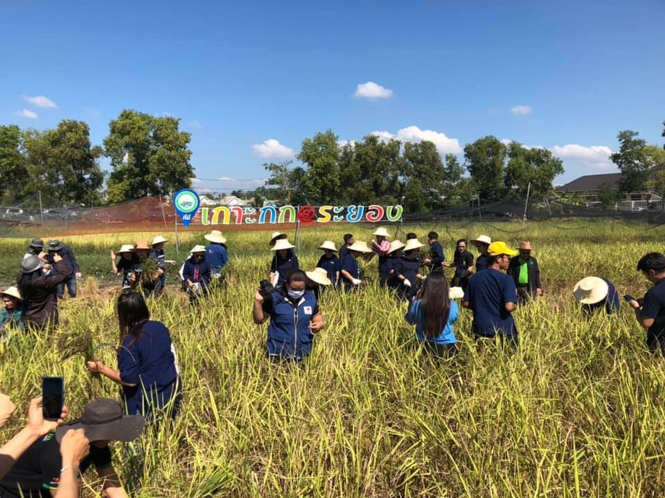 ประเพณีลงแขกเกี่ยวข้าวชุมชนเกาะกก สู่การท่องเที่ยวชุมชน