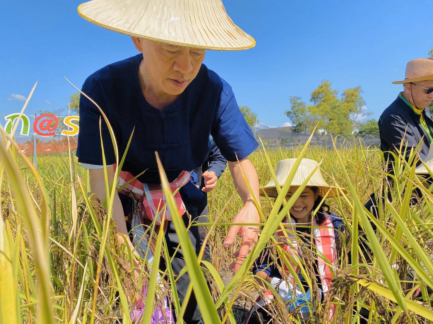 ประเพณีลงแขกเกี่ยวข้าวชุมชนเกาะกก สู่การท่องเที่ยวชุมชน