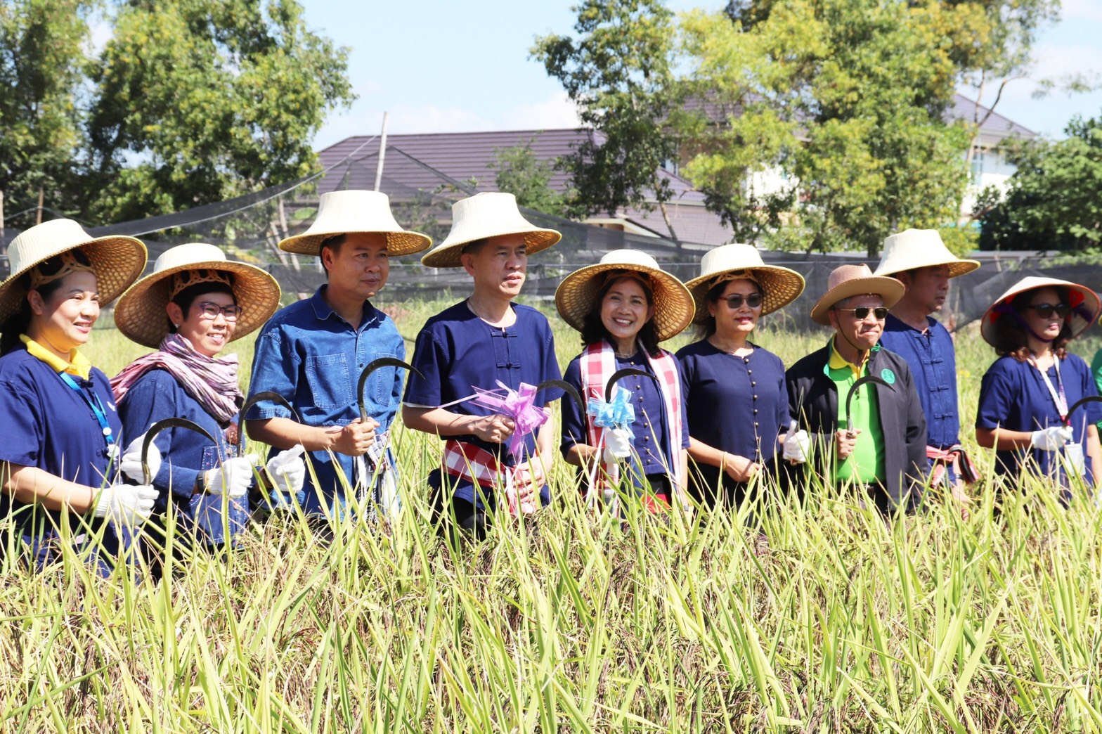 ประเพณีลงแขกเกี่ยวข้าวชุมชนเกาะกก สู่การท่องเที่ยวชุมชน