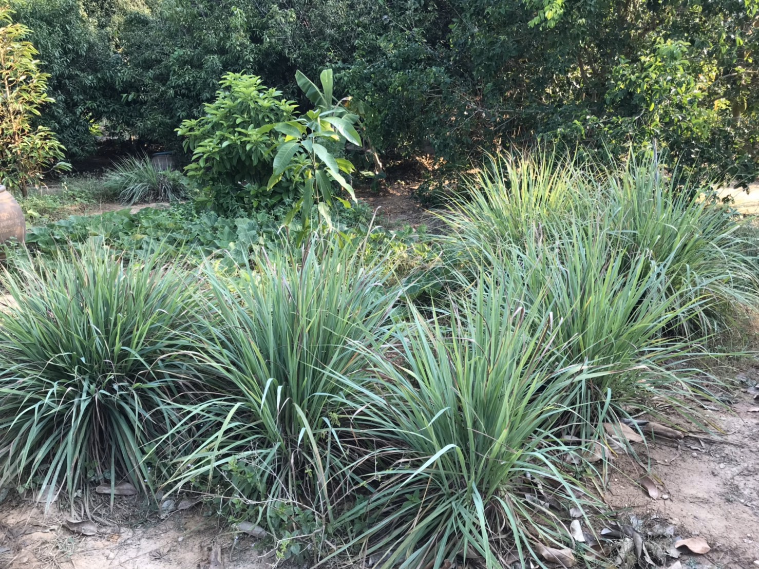 “พช.ระยอง ขับเคลื่อนแผนปฏิบัติการ Quick win 90 วัน ปลูกพืชผักสวนครัว เพื่อสร้างความั่นคงทางอาหาร”