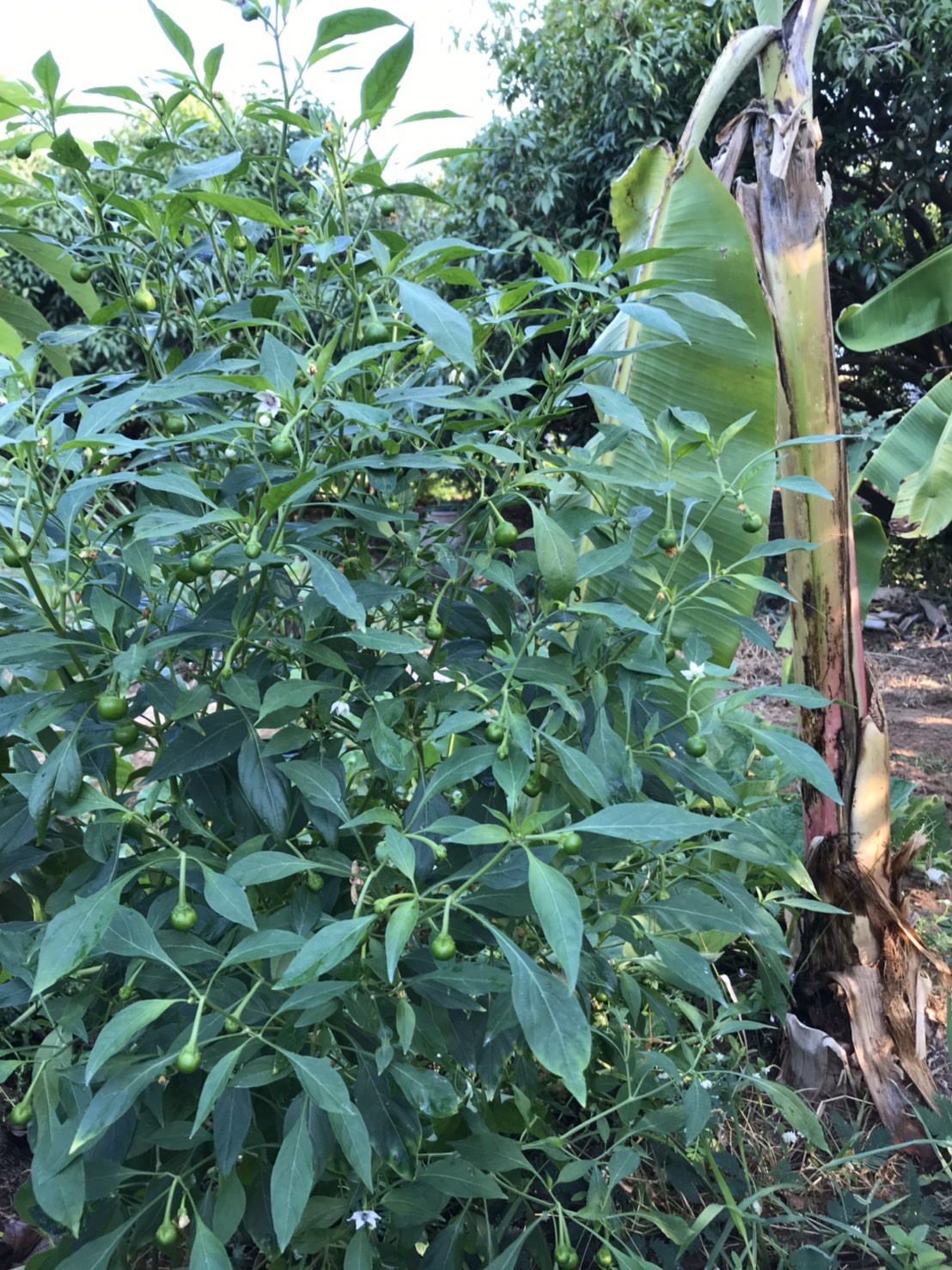 “พช.ระยอง ขับเคลื่อนแผนปฏิบัติการ Quick win 90 วัน ปลูกพืชผักสวนครัว เพื่อสร้างความั่นคงทางอาหาร”