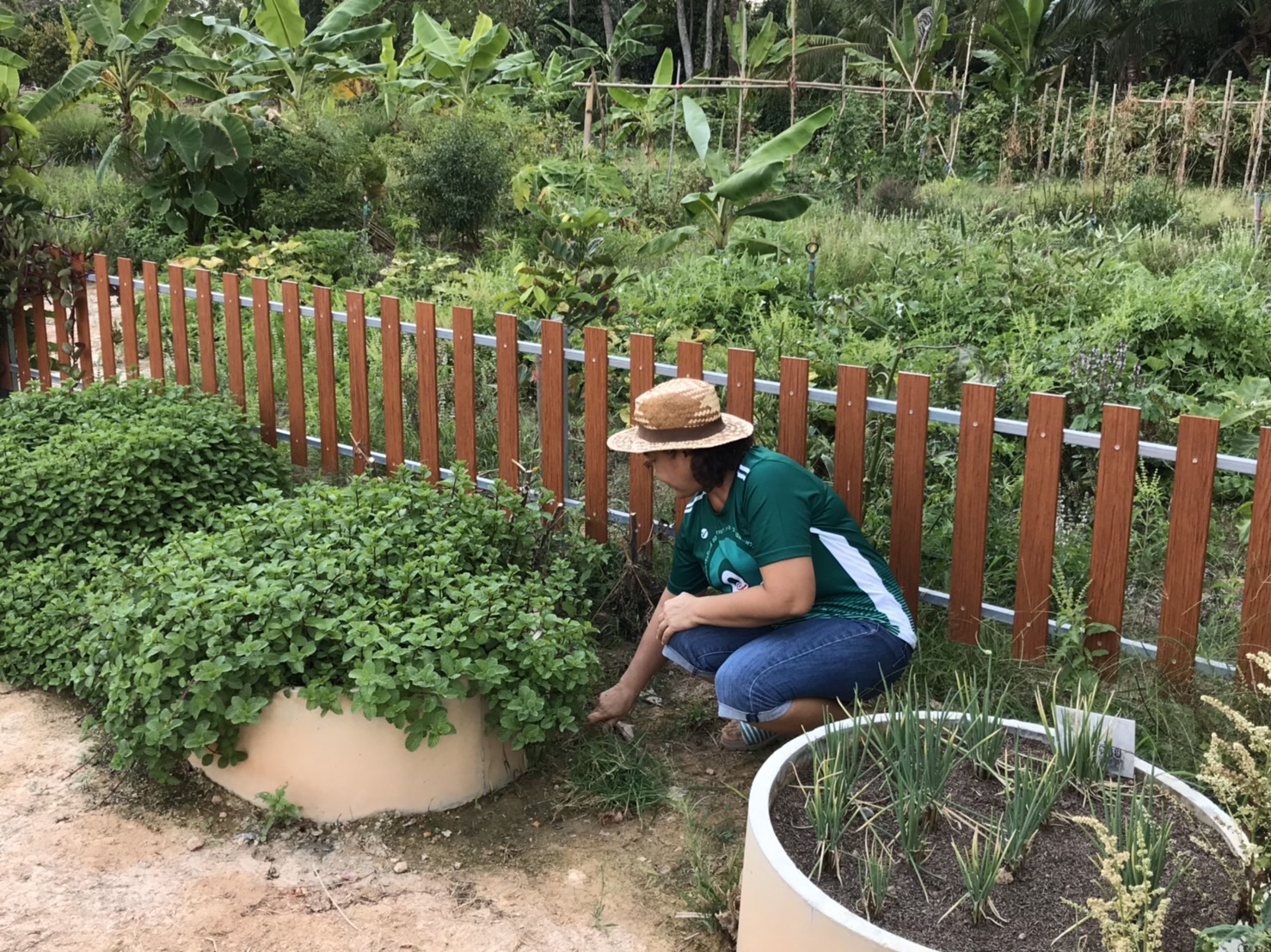 “พช.ระยอง ขับเคลื่อนแผนปฏิบัติการ Quick win 90 วัน ปลูกพืชผักสวนครัว เพื่อสร้างความั่นคงทางอาหาร”