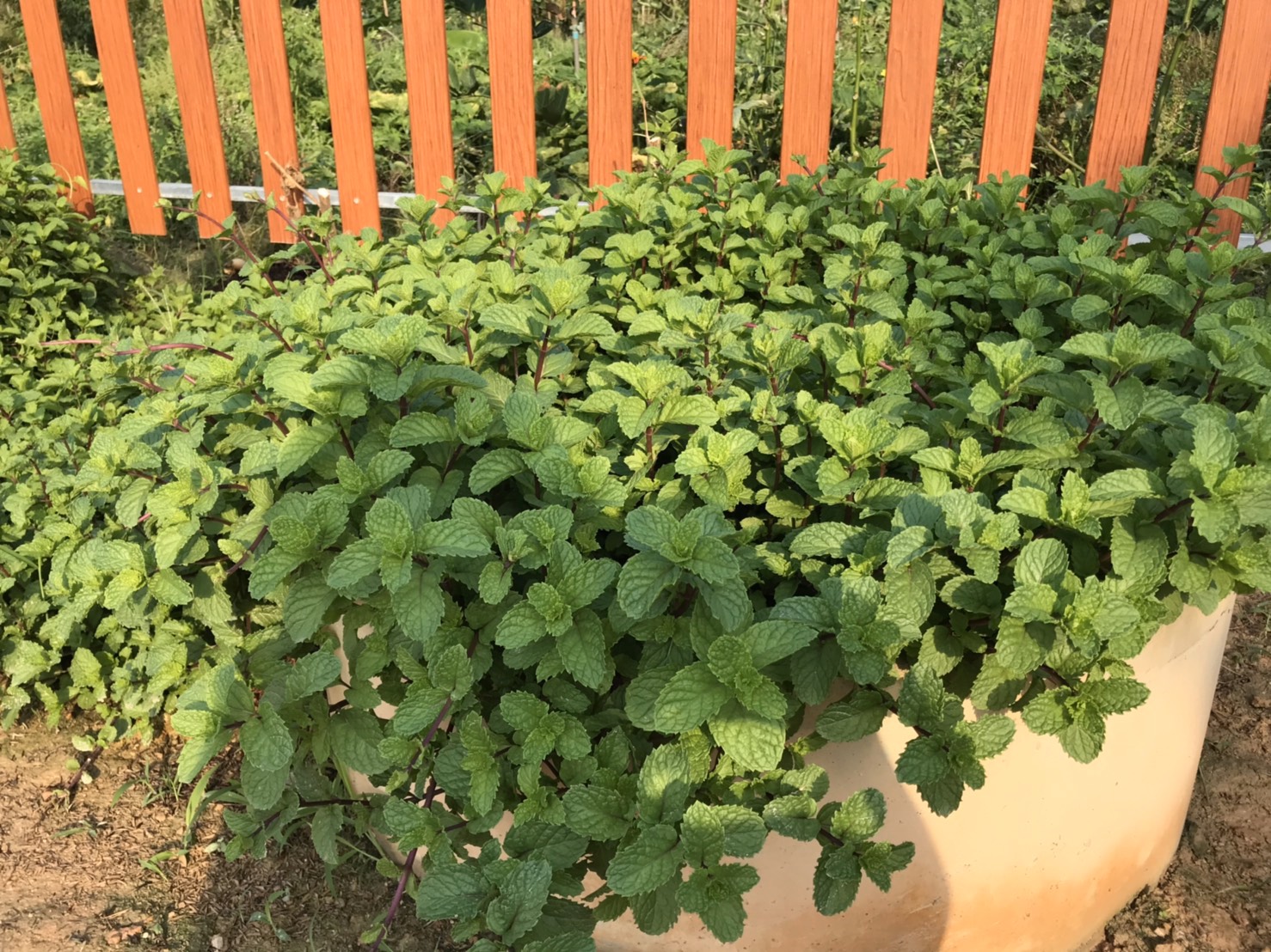 “พช.ระยอง ขับเคลื่อนแผนปฏิบัติการ Quick win 90 วัน ปลูกพืชผักสวนครัว เพื่อสร้างความั่นคงทางอาหาร”