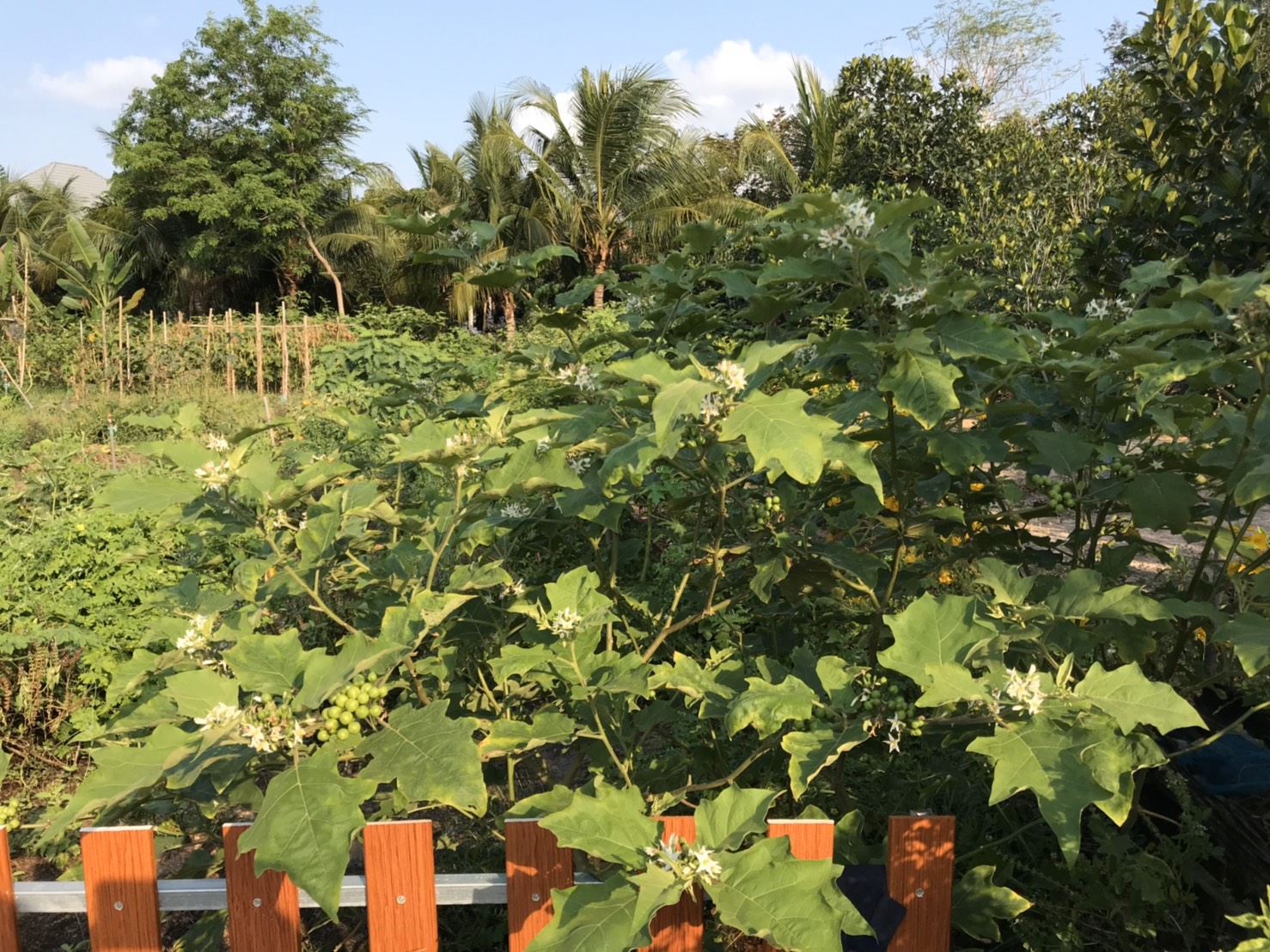 “พช.ระยอง ขับเคลื่อนแผนปฏิบัติการ Quick win 90 วัน ปลูกพืชผักสวนครัว เพื่อสร้างความั่นคงทางอาหาร”