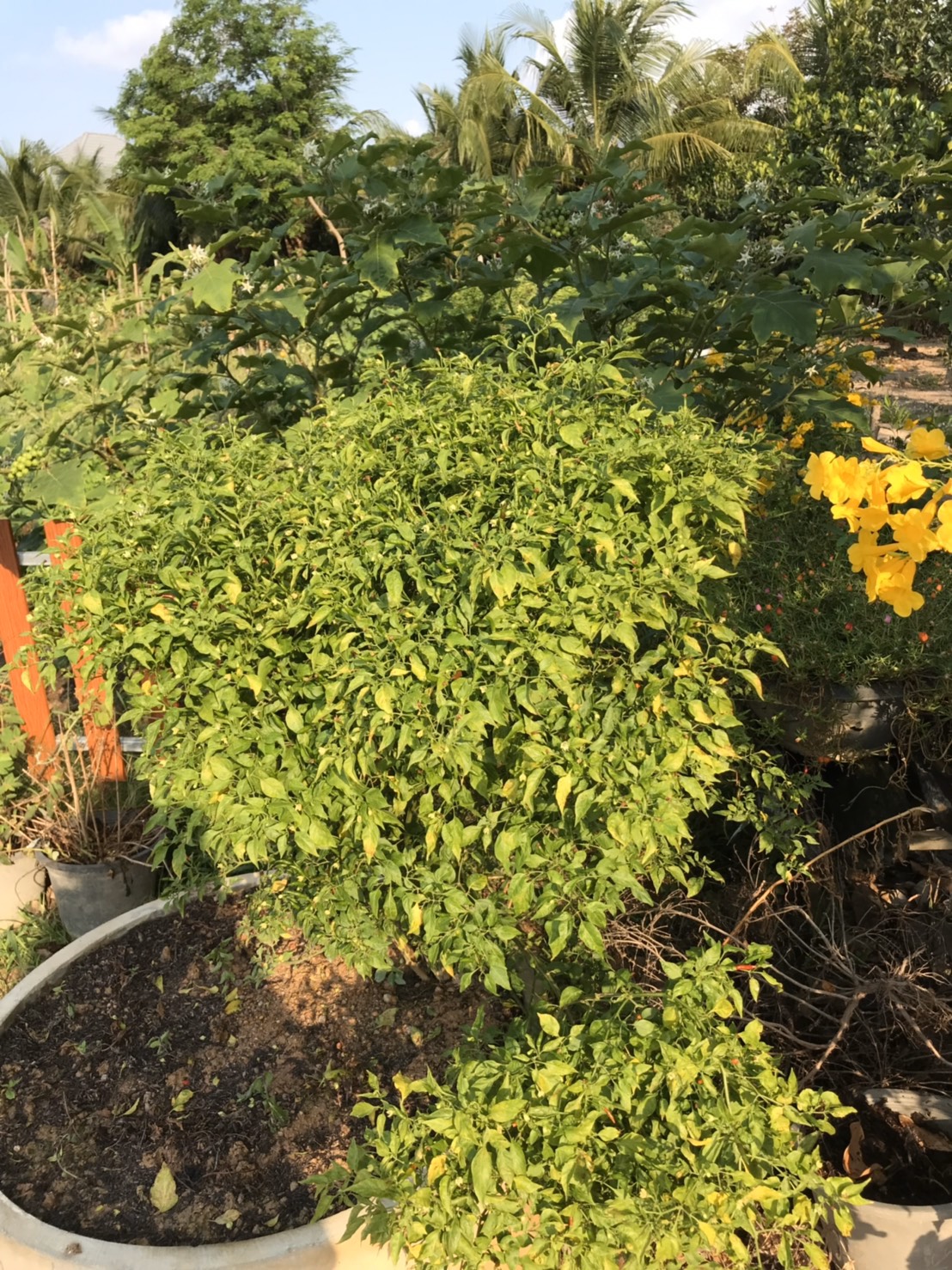 “พช.ระยอง ขับเคลื่อนแผนปฏิบัติการ Quick win 90 วัน ปลูกพืชผักสวนครัว เพื่อสร้างความั่นคงทางอาหาร”