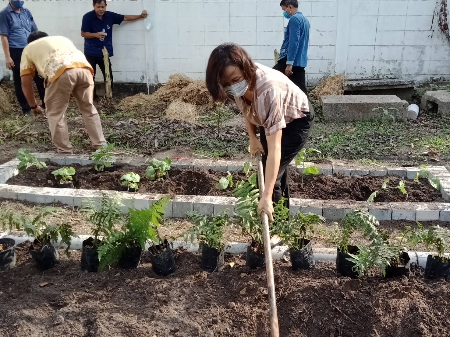 “เหล่ากาชาดจังหวัดระยอง Kick off  ปฏิบัติการ “ปลูกผักสวนครัว เพื่อความมั่นคงทางอาหาร” สู้ภัยทุกวิกฤต …พอเพียงตามรอยพ่อ”