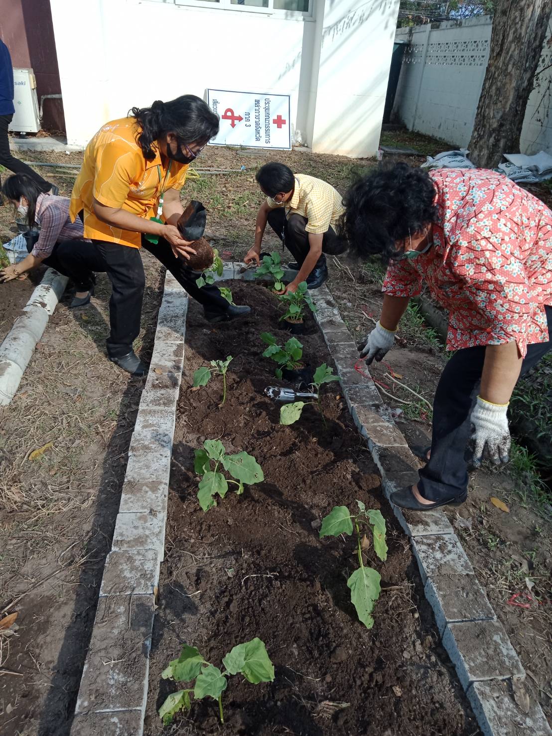 “เหล่ากาชาดจังหวัดระยอง Kick off  ปฏิบัติการ “ปลูกผักสวนครัว เพื่อความมั่นคงทางอาหาร” สู้ภัยทุกวิกฤต …พอเพียงตามรอยพ่อ”
