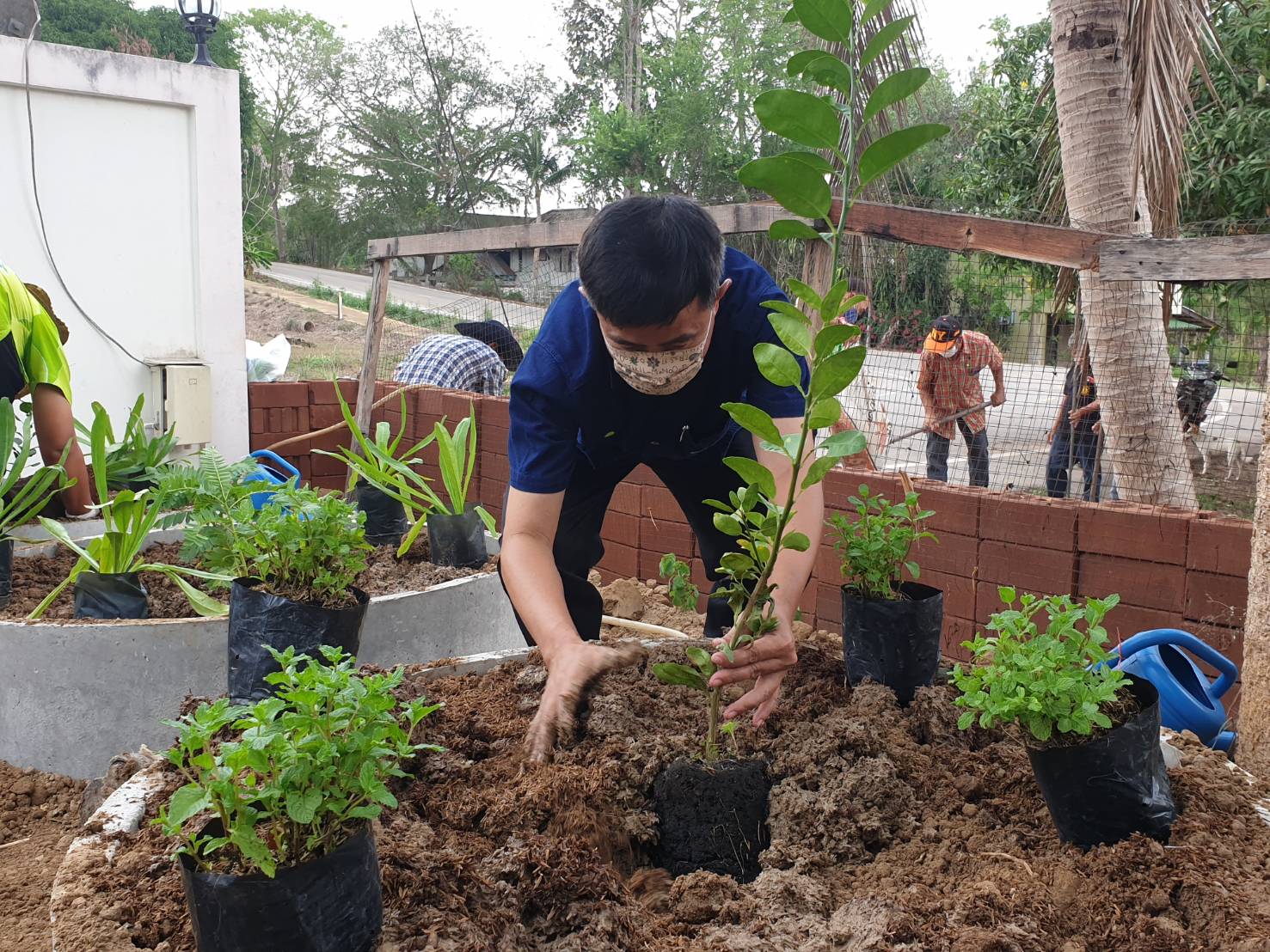 “พช.ระยอง จับมือหน่วยงานภาคี ผู้นำท้องที่ ผู้นำท้องถิ่น ร่วมใจกันปลูกผักสวนครัวบ้านพักนายอำเภอวังจันทร์…ในกิจกรรมผู้นำต้องทำก่อน…ตามโครงการ ปลูกผักสวนครัว สร้างความมั่นคงทางอาหาร”