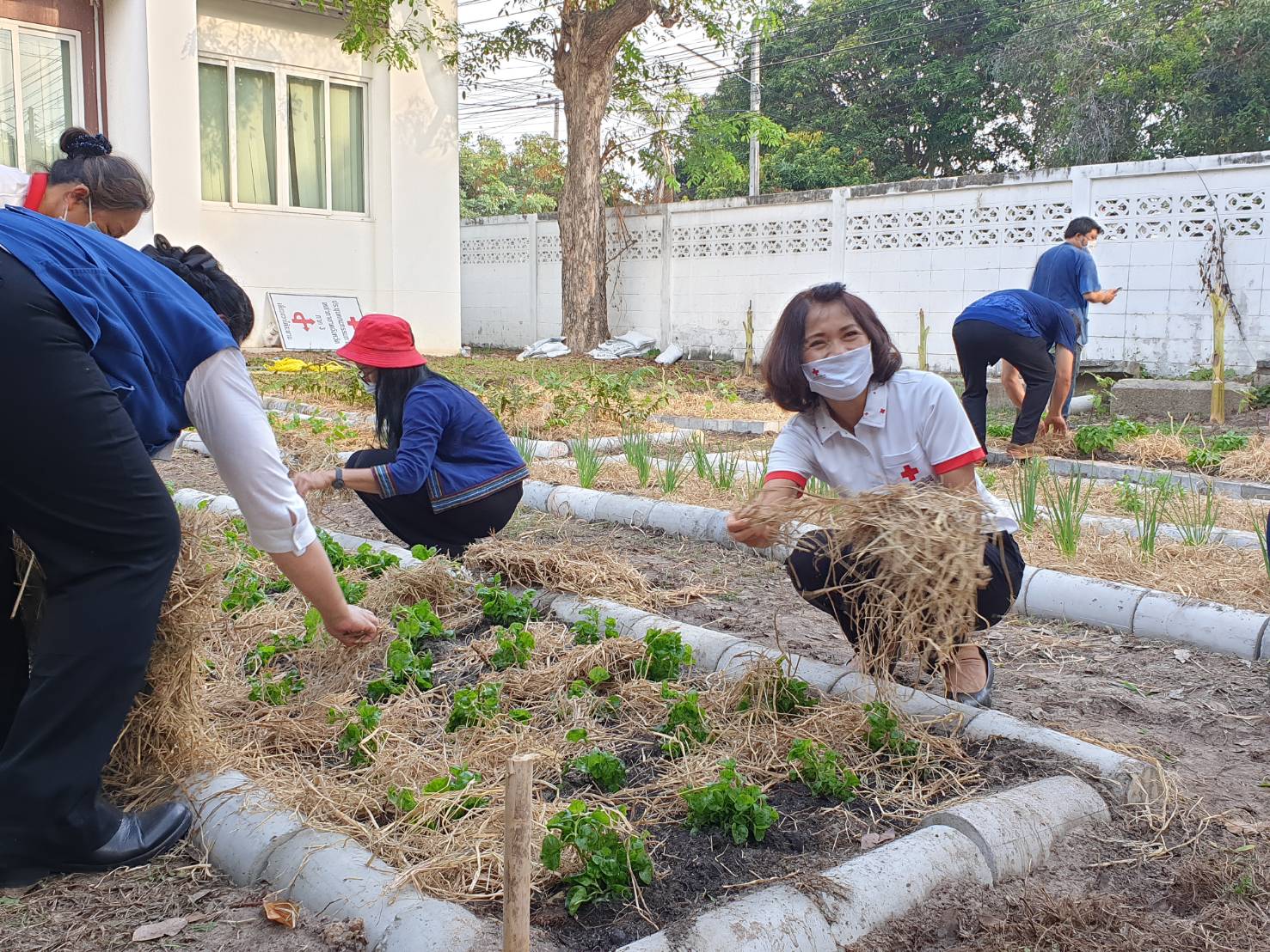 “เหล่ากาชาดจังหวัดระยอง Kick off  ปฏิบัติการ “ปลูกผักสวนครัว เพื่อความมั่นคงทางอาหาร” สู้ภัยทุกวิกฤต …พอเพียงตามรอยพ่อ”