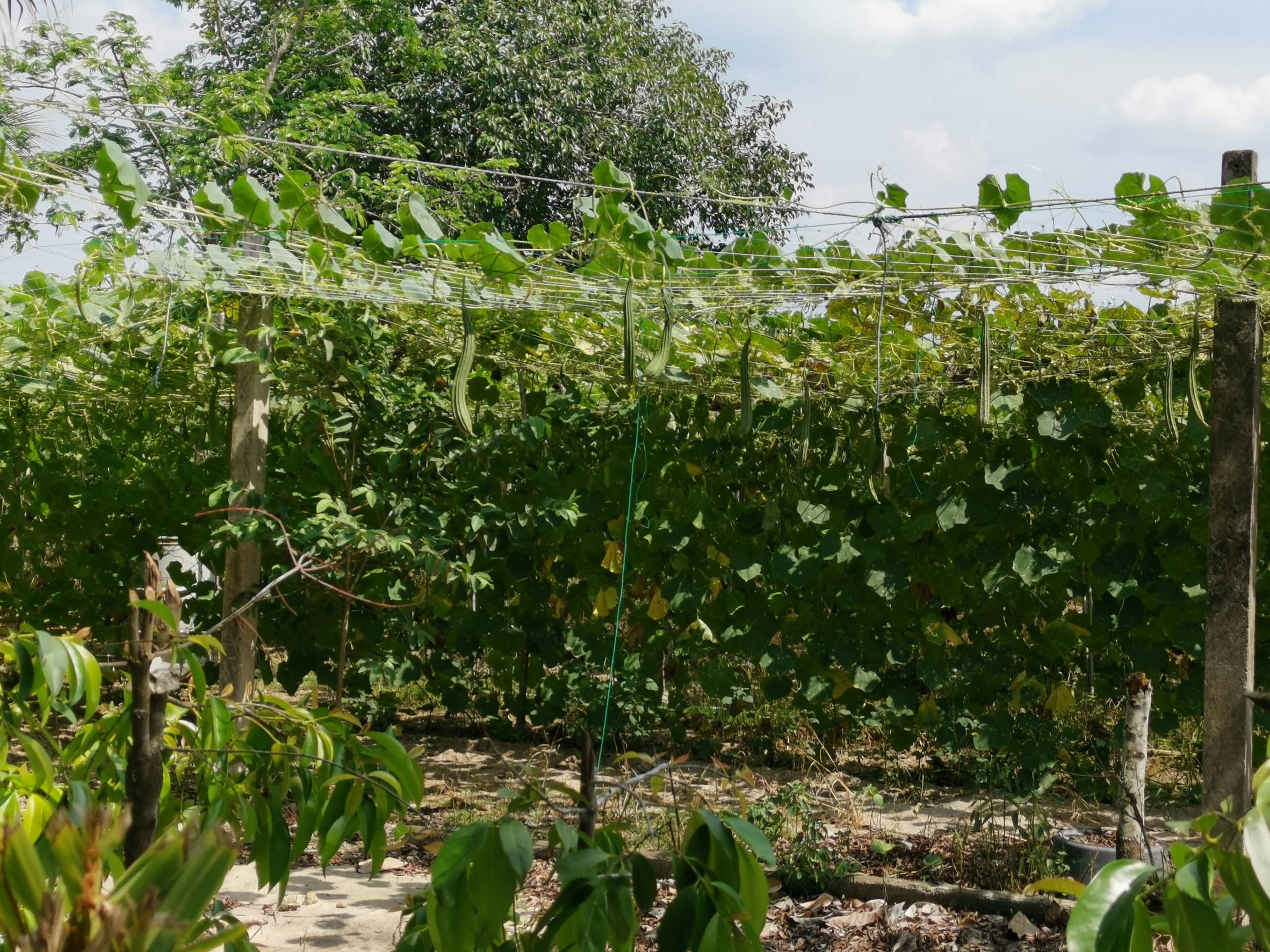 พช.ระยอง สำรวจ ติดตาม เยี่ยมเยือนกลุ่มแปรรูป/เกษตร เพื่อคัดเลือกเข้าร่วมโครงการสร้างรายได้จากกิจการอาหารปลอดภัย