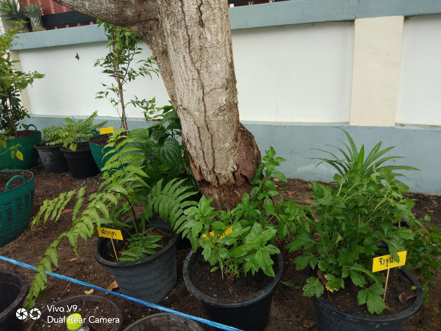 “พช.ระยอง จับมือหน่วยงานภาคี ผู้นำท้องที่ ผู้นำท้องถิ่น ร่วมใจกันปลูกผักสวนครัวบ้านพักนายอำเภอเมืองระยอง…ในกิจกรรมผู้นำต้องทำก่อน…ตามโครงการ ปลูกผักสวนครัว สร้างความมั่นคงทางอาหาร”