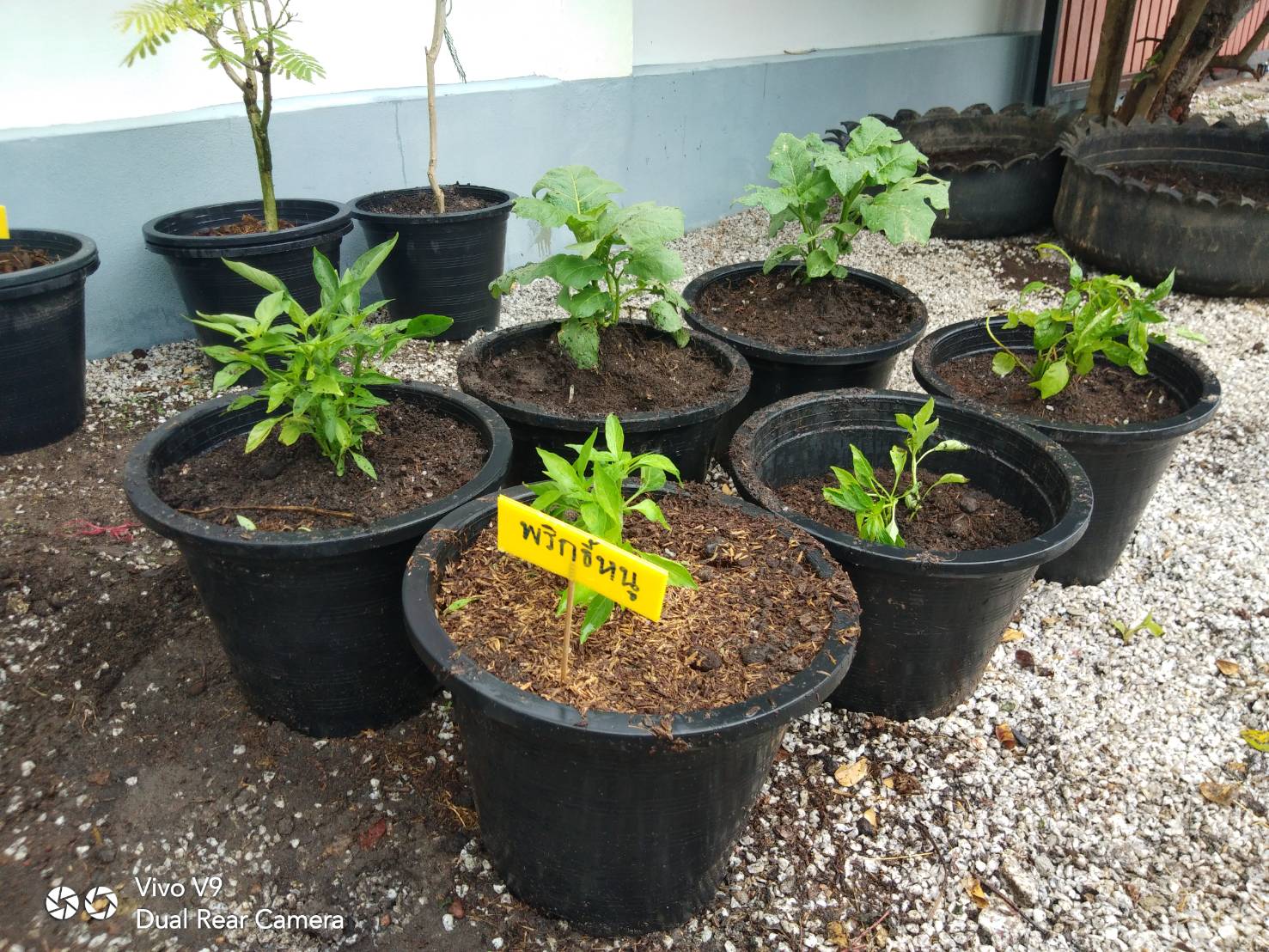 “พช.ระยอง จับมือหน่วยงานภาคี ผู้นำท้องที่ ผู้นำท้องถิ่น ร่วมใจกันปลูกผักสวนครัวบ้านพักนายอำเภอเมืองระยอง…ในกิจกรรมผู้นำต้องทำก่อน…ตามโครงการ ปลูกผักสวนครัว สร้างความมั่นคงทางอาหาร”