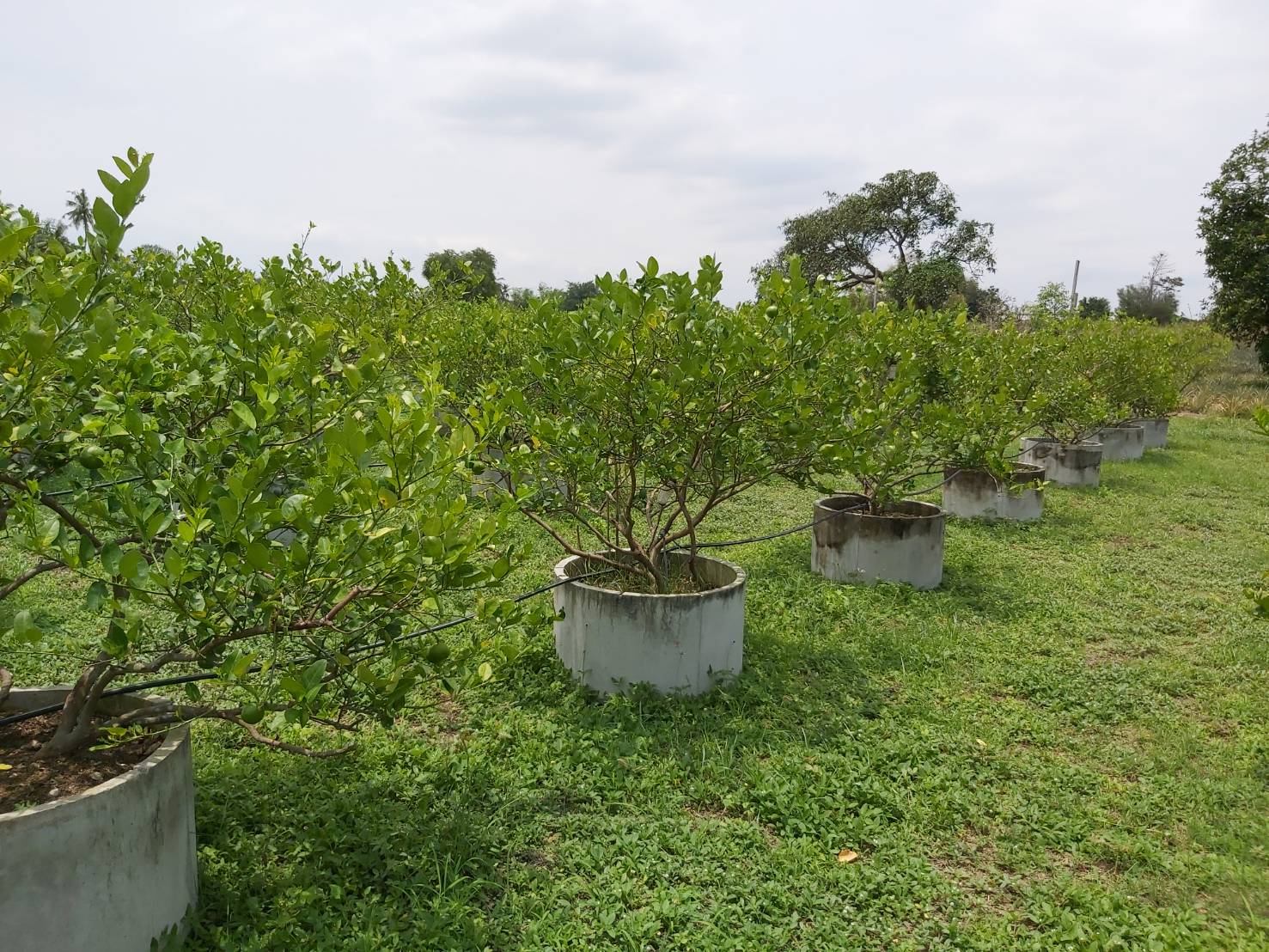 ??”พัฒนาการจังหวัดระยอง นำทีมลุยเตรียมความพร้อมกลุ่มแปรรูป/เกษตรเพื่อคัดเลือกเข้าร่วมโครงการสร้างรายได้จากกิจการอาหารปลอดภัย​ ?❤️?