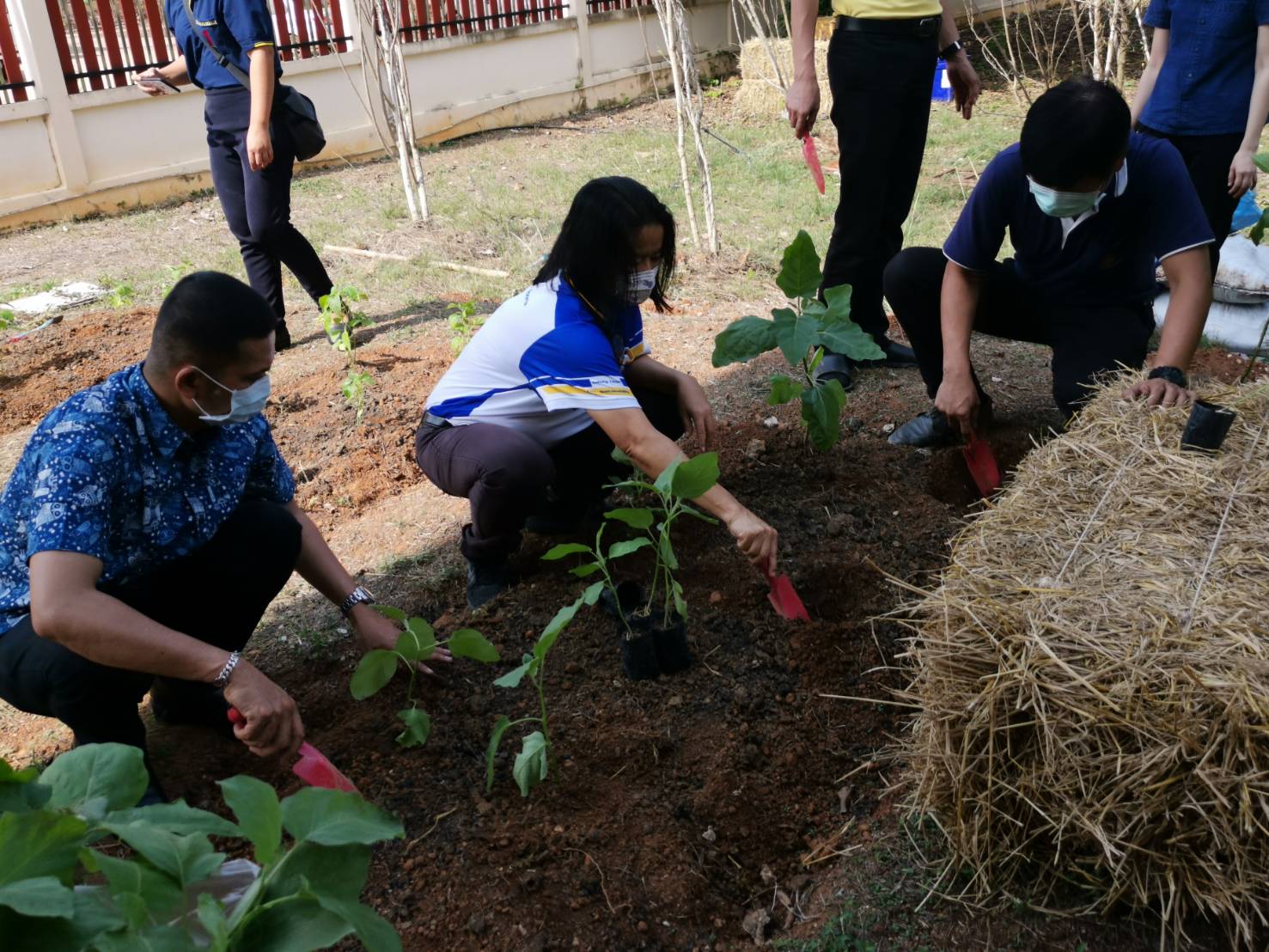 “พช.ระยอง จับมือหน่วยงานภาคี ผู้นำท้องที่ ผู้นำท้องถิ่น ร่วมใจกันปลูกผักสวนครัวบ้านพักนายอำเภอเขาชะเมา…ในกิจกรรมผู้นำต้องทำก่อน…ตามโครงการ ปลูกผักสวนครัว สร้างความมั่นคงทางอาหาร”