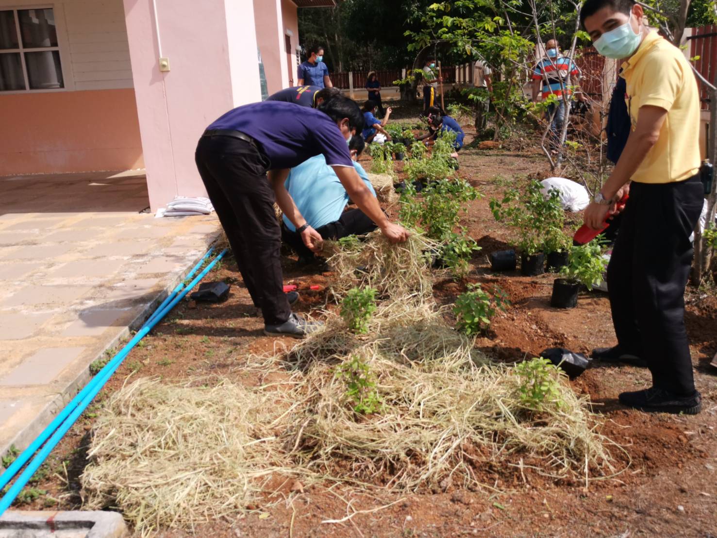 “พช.ระยอง จับมือหน่วยงานภาคี ผู้นำท้องที่ ผู้นำท้องถิ่น ร่วมใจกันปลูกผักสวนครัวบ้านพักนายอำเภอเขาชะเมา…ในกิจกรรมผู้นำต้องทำก่อน…ตามโครงการ ปลูกผักสวนครัว สร้างความมั่นคงทางอาหาร”
