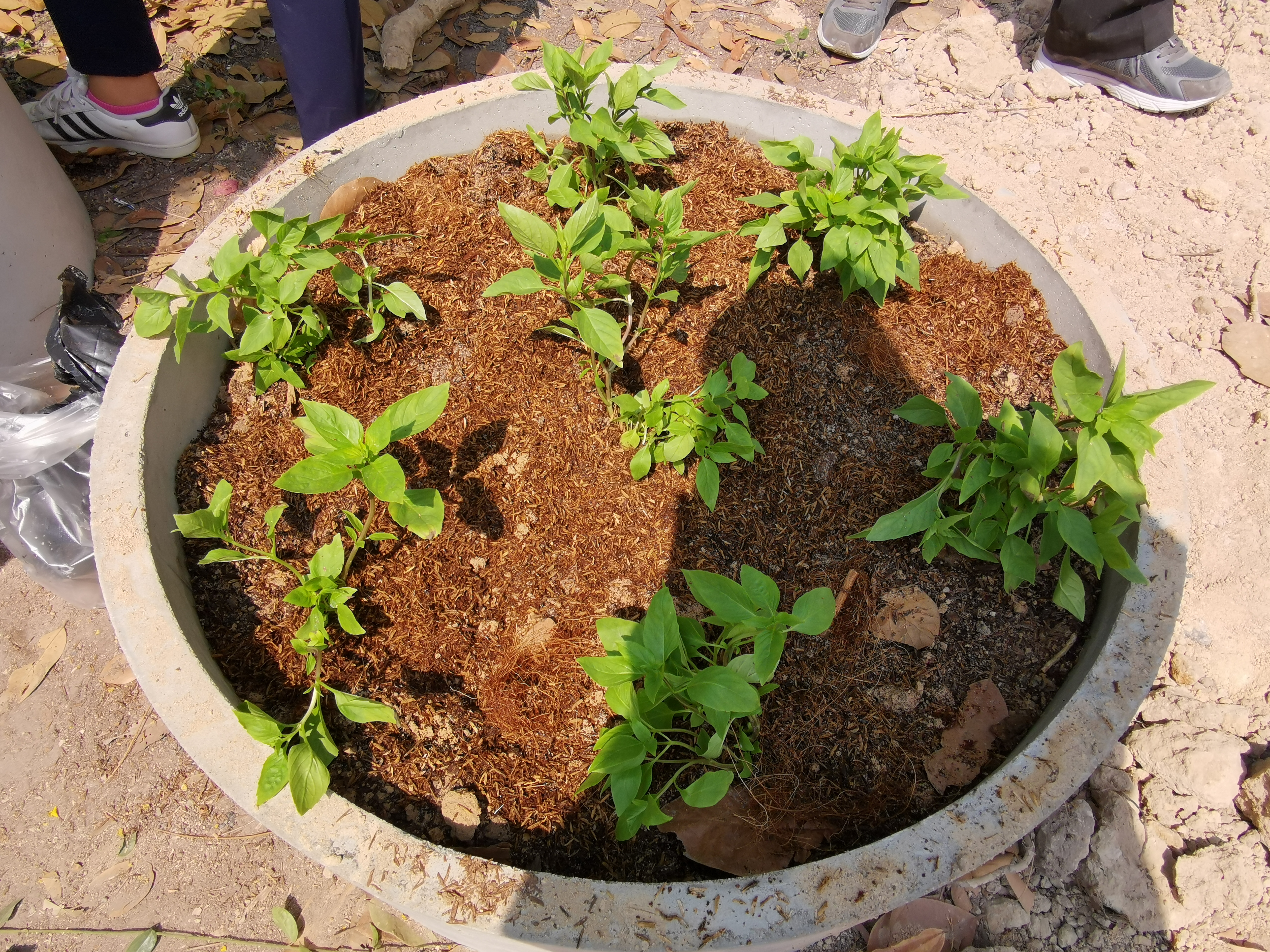 พช.ระยอง เปิดปฏิบัติการเอามื้อ บ้านนี้มีรัก ปลูกผักกินเอง