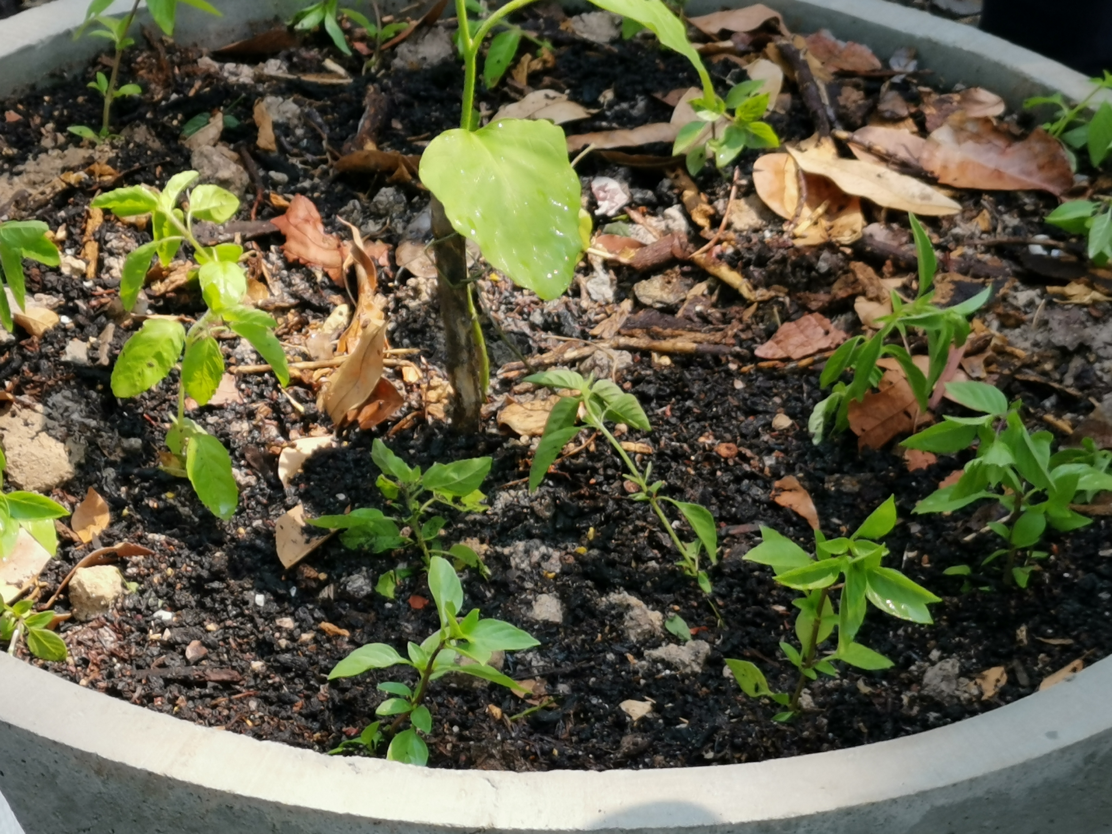 พช.ระยอง เปิดปฏิบัติการเอามื้อ บ้านนี้มีรัก ปลูกผักกินเอง