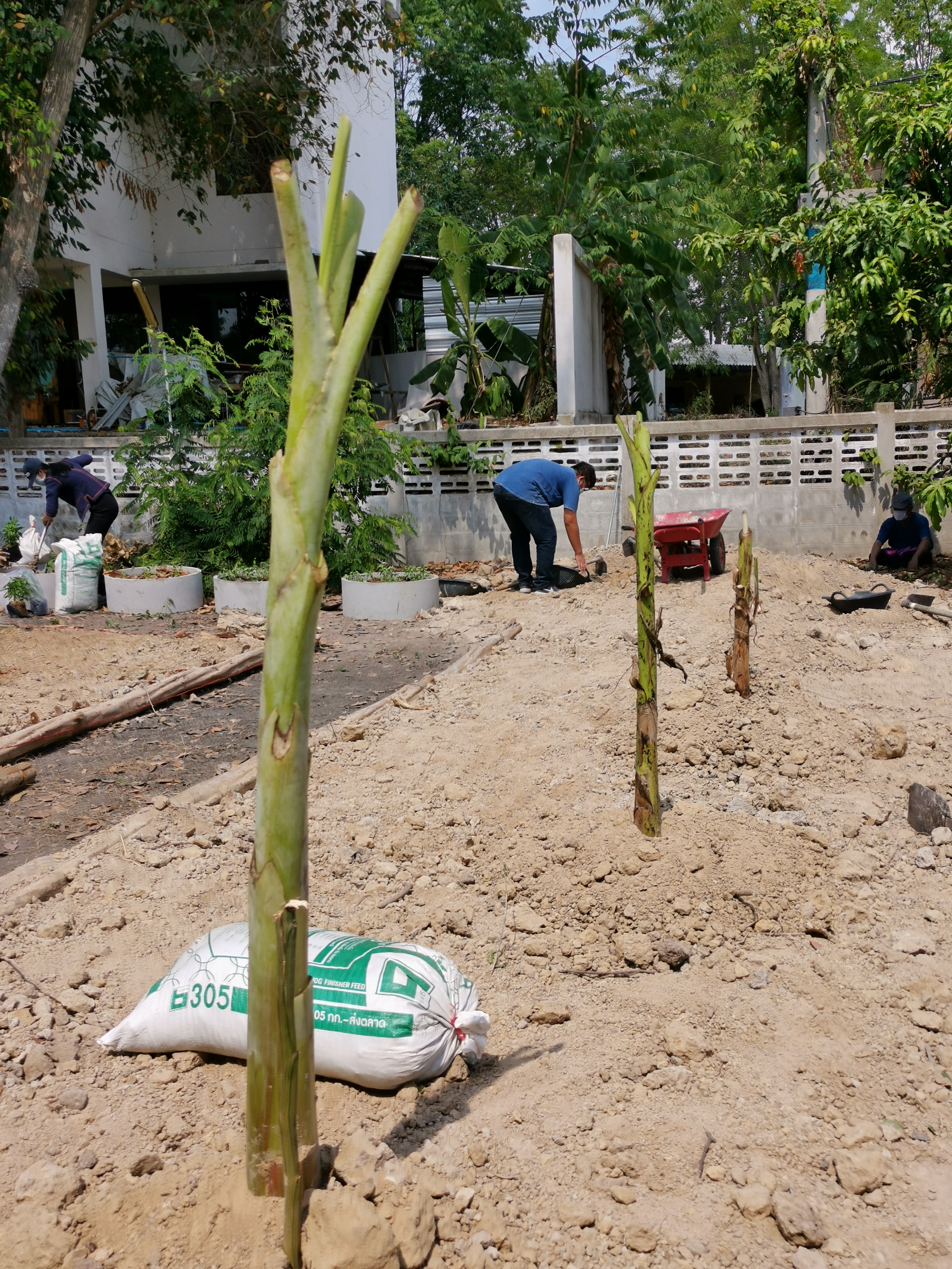 พช.ระยอง เปิดปฏิบัติการเอามื้อ บ้านนี้มีรัก ปลูกผักกินเอง