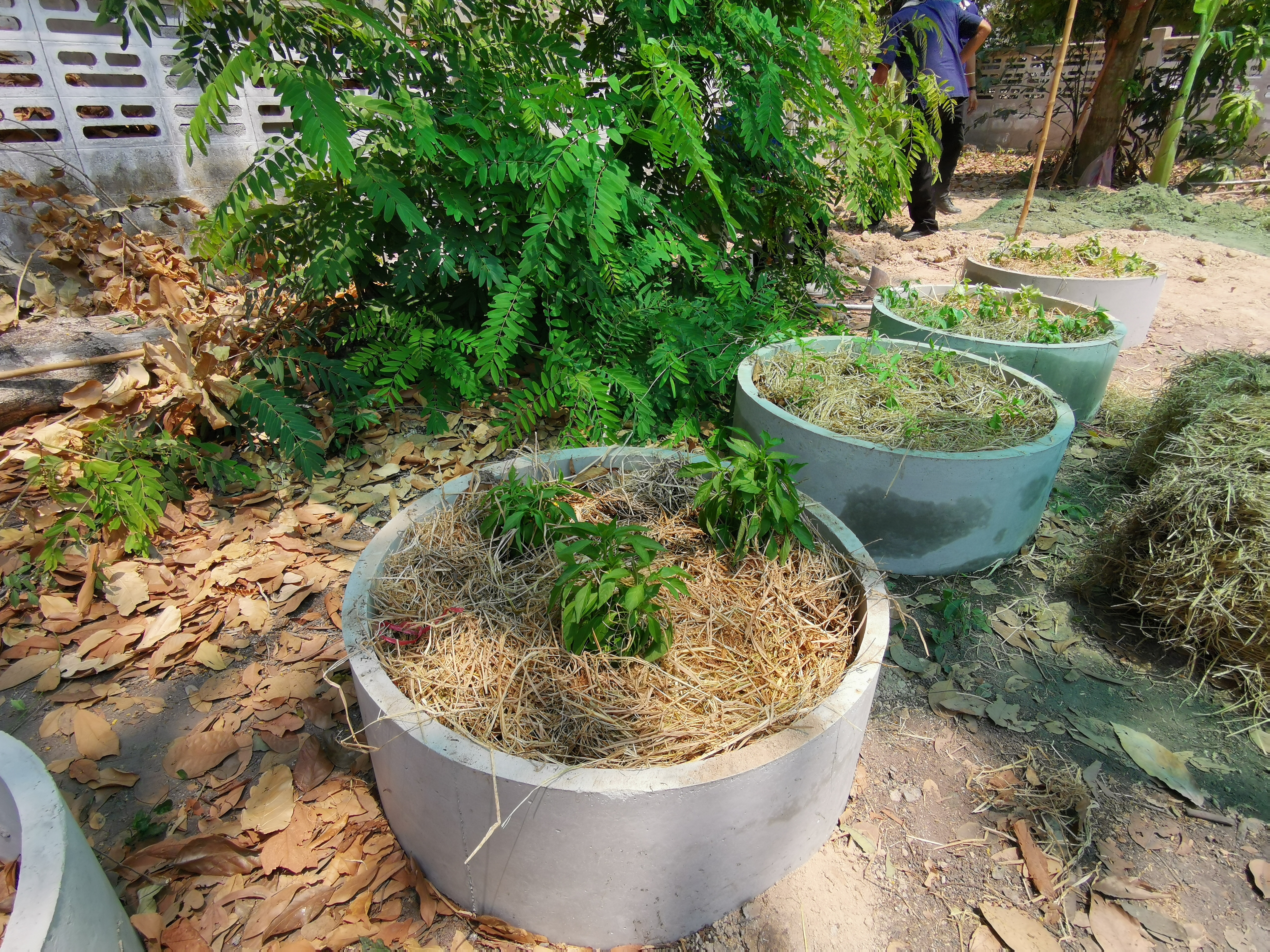 พช.ระยอง เปิดปฏิบัติการเอามื้อ บ้านนี้มีรัก ปลูกผักกินเอง