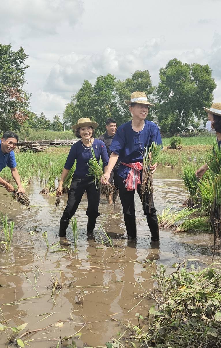 พช.ระยอง ร่วมอนุรักษ์แปลงนาผืนสุดท้ายใจกลางเมืองอุตสาหกรรม