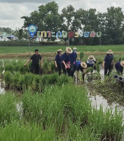 พช.ระยอง ร่วมอนุรักษ์แปลงนาผืนสุดท้ายใจกลางเมืองอุตสาหกรรม