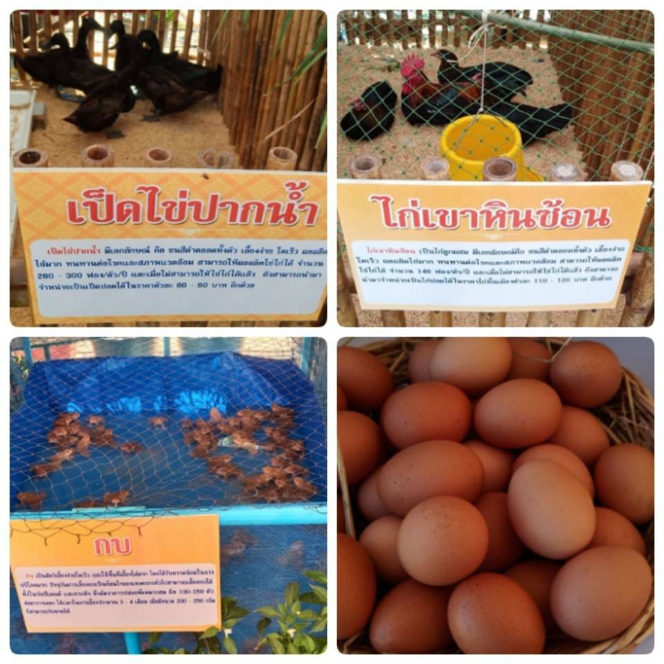 “พช.ระยอง” จัดนิทรรศการแสดงผลการดำเนินงานตาม “โครงการพัชรสุธาคชานุรักษ์”