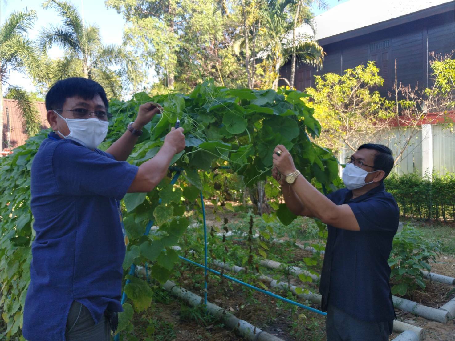 “พช.ระยอง” ปันผัก ปันรัก ปันสุข แทนความห่วงใย ใส่ใจชาวระยอง ในสถานการณ์ COVID-19??