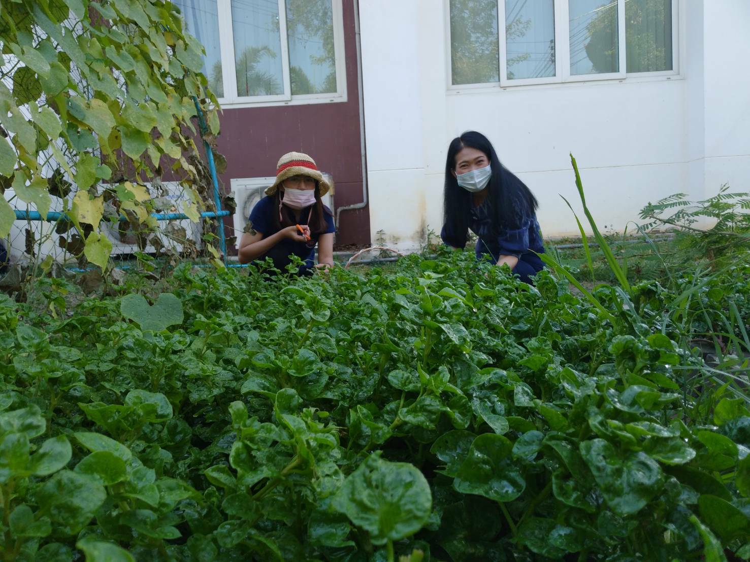 “พช.ระยอง” ปันผัก ปันรัก ปันสุข แทนความห่วงใย ใส่ใจชาวระยอง ในสถานการณ์ COVID-19??