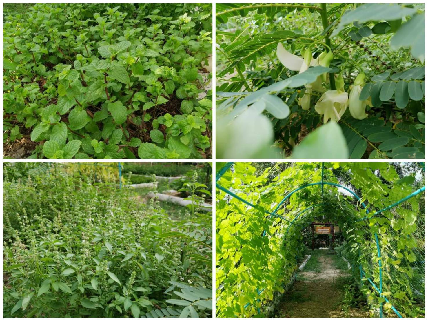 “พช.ระยอง” ปันผัก ปันรัก ปันสุข แทนความห่วงใย ใส่ใจชาวระยอง ในสถานการณ์ COVID-19??