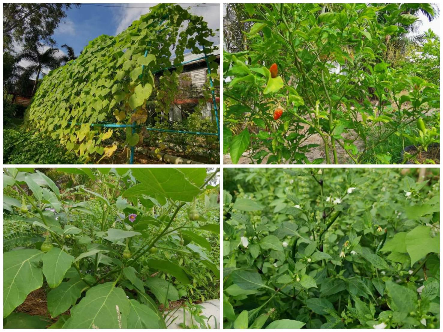 “พช.ระยอง” ปันผัก ปันรัก ปันสุข แทนความห่วงใย ใส่ใจชาวระยอง ในสถานการณ์ COVID-19??