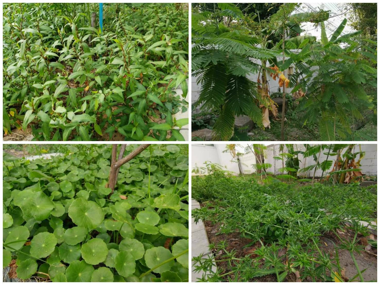 “พช.ระยอง” ปันผัก ปันรัก ปันสุข แทนความห่วงใย ใส่ใจชาวระยอง ในสถานการณ์ COVID-19??