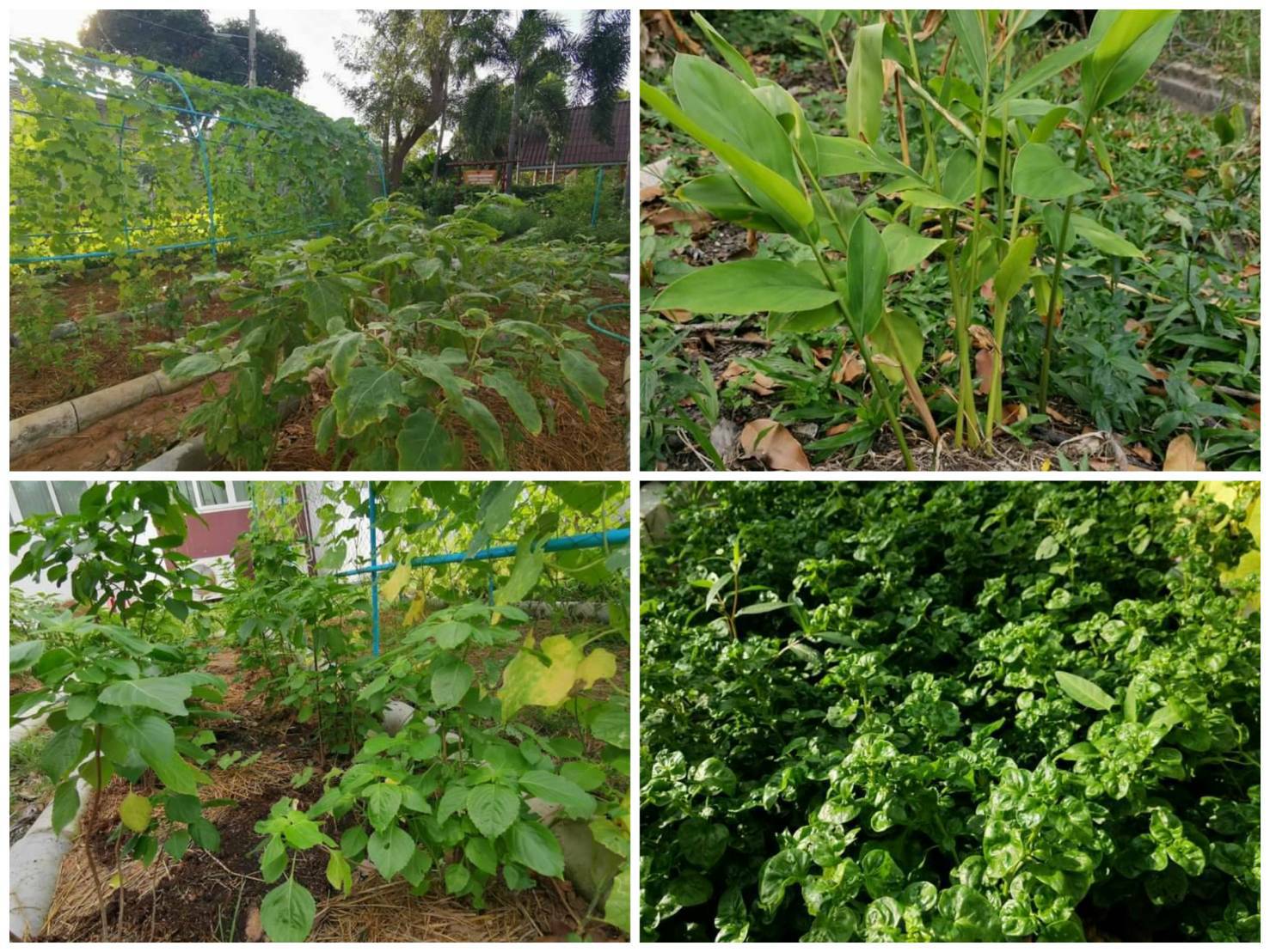 “พช.ระยอง” ปันผัก ปันรัก ปันสุข แทนความห่วงใย ใส่ใจชาวระยอง ในสถานการณ์ COVID-19??