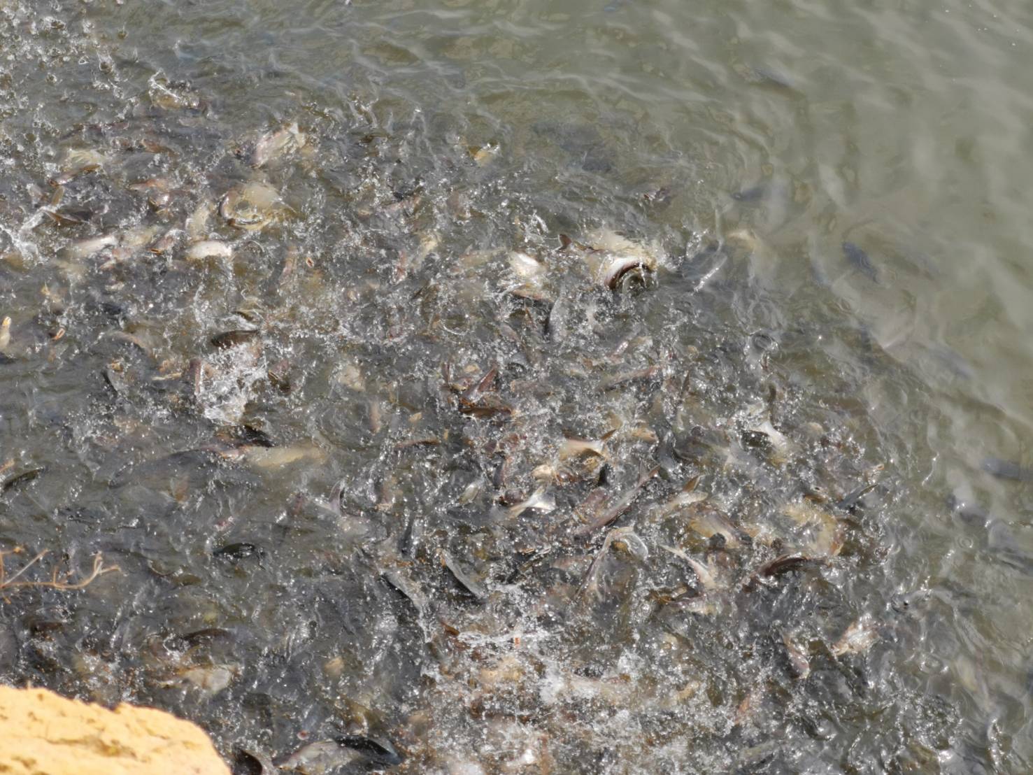 “พช.ระยอง ลงพื้นที่ ติดตาม สนับสนุน เยี่ยมเยือนครัวเรือนต้นแบบการพัฒนาคุณภาพชีวิต (Household Lab Model for quality of life: HLM) ระดับครัวเรือน” ?   ??Change for Good?