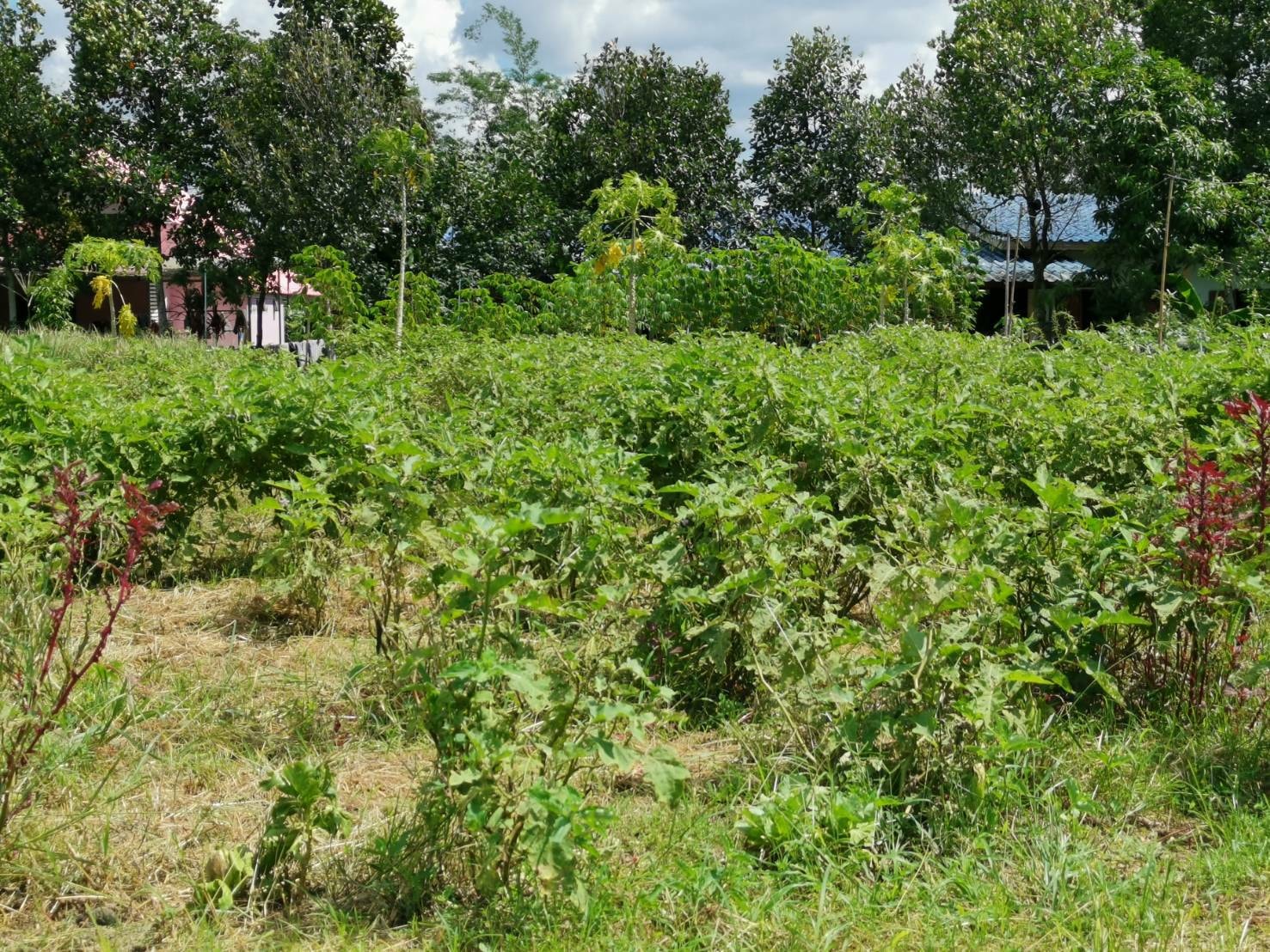 “พช.ระยอง” คัดเลือกบุคคลต้นแบบและเชิดชูเกียรติ การขับเคลื่อนการน้อมนำแนวพระราชดำริของสมเด็จพระกนิษฐาธิราชเจ้า กรมสมเด็จพระเทพรัตนราชสุดาฯ สยามบรมราชกุมารี สร้างความมั่นคงทางอาหาร สู่ปฏิบัติการ 90 วัน ปลูกผักสวนครัวเพื่อสร้างความมั่นคงทางอาหาร รอบ 2 จังหวัดระยอง