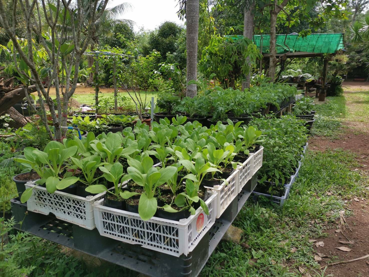 “พช.ระยอง” คัดเลือกบุคคลต้นแบบและเชิดชูเกียรติ การขับเคลื่อนการน้อมนำแนวพระราชดำริของสมเด็จพระกนิษฐาธิราชเจ้า กรมสมเด็จพระเทพรัตนราชสุดาฯ สยามบรมราชกุมารี สร้างความมั่นคงทางอาหาร สู่ปฏิบัติการ 90 วัน ปลูกผักสวนครัวเพื่อสร้างความมั่นคงทางอาหาร รอบ 2 จังหวัดระยอง