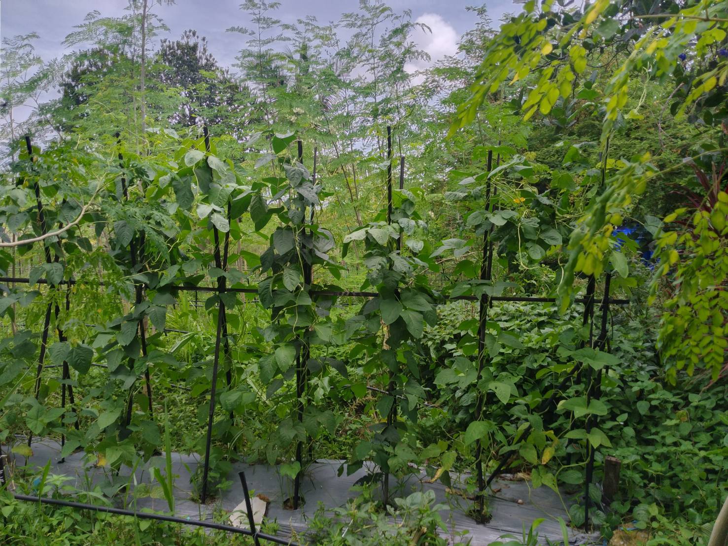 “พช.ระยอง” ขับเคลื่อนกิจกรรมการคัดสรรหมู่บ้านเศรษฐกิจพอเพียง “อยู่เย็น เป็นสุข” ดีเด่นระดับจังหวัด และกิจกรรมพัฒนาชุมชนดีเด่น ระดับจังหวัดประจำปี 2564