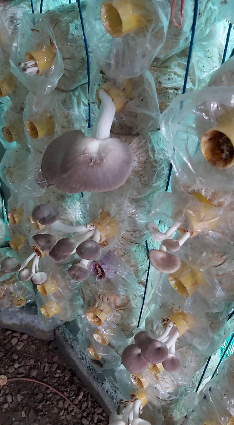 “พช.ระยอง” ติดตามสนับสนุนการพัฒนาผลิตภัณฑ์ OTOP โดยเครือข่ายองค์ความรู้ KBO จังหวัด