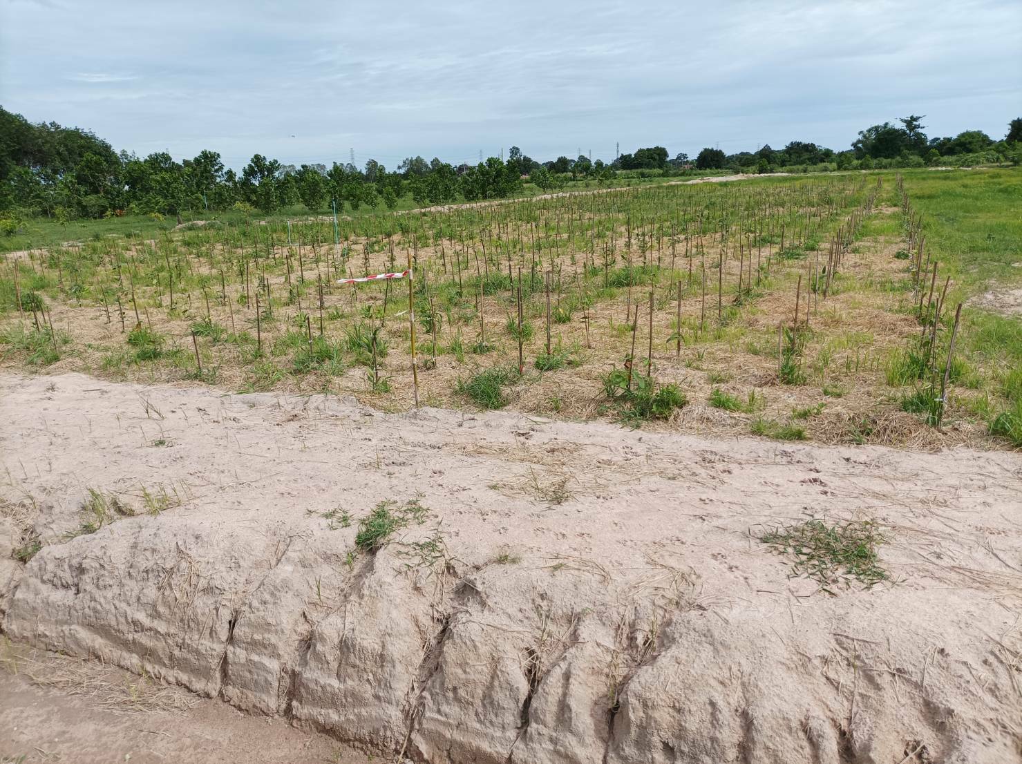 “พช.ระยอง” ติดตาม สนับสนุนการขับเคลื่อน”โครงการพัฒนาพื้นที่ต้นแบบทฤษฎีใหม่ประยุกต์สู่ โคก หนอง นา พช.