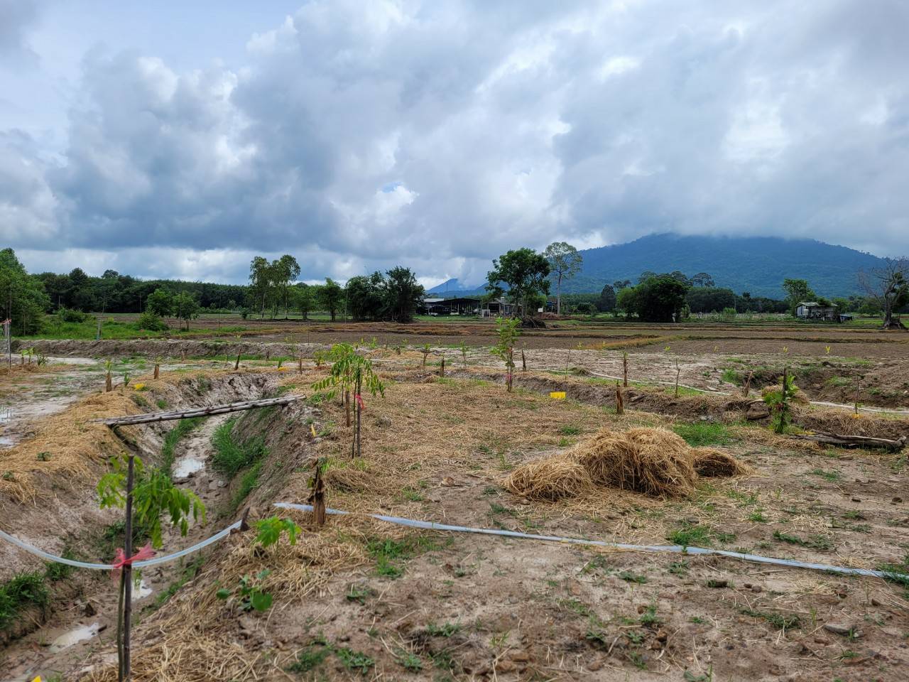 “พช.ระยอง” สนับสนุนการขับเคลื่อน”โครงการพัฒนาพื้นที่ต้นแบบทฤษฎีใหม่ประยุกต์สู่ โคก หนอง นา”