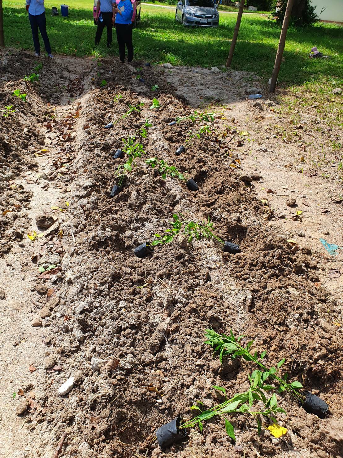 “พช.ระยอง” ร่วมกับ สถานคุ้มครองสวัสดิภาพเด็กระยอง ขับเคลื่อนกิจกรรมปลูกผักสวนครัวและสมุนไพร ผนึกกำลังสร้างความมั่นคงทางอาหาร “ ตู้ยาข้างบ้าน ตู้อาหารข้างครัว”